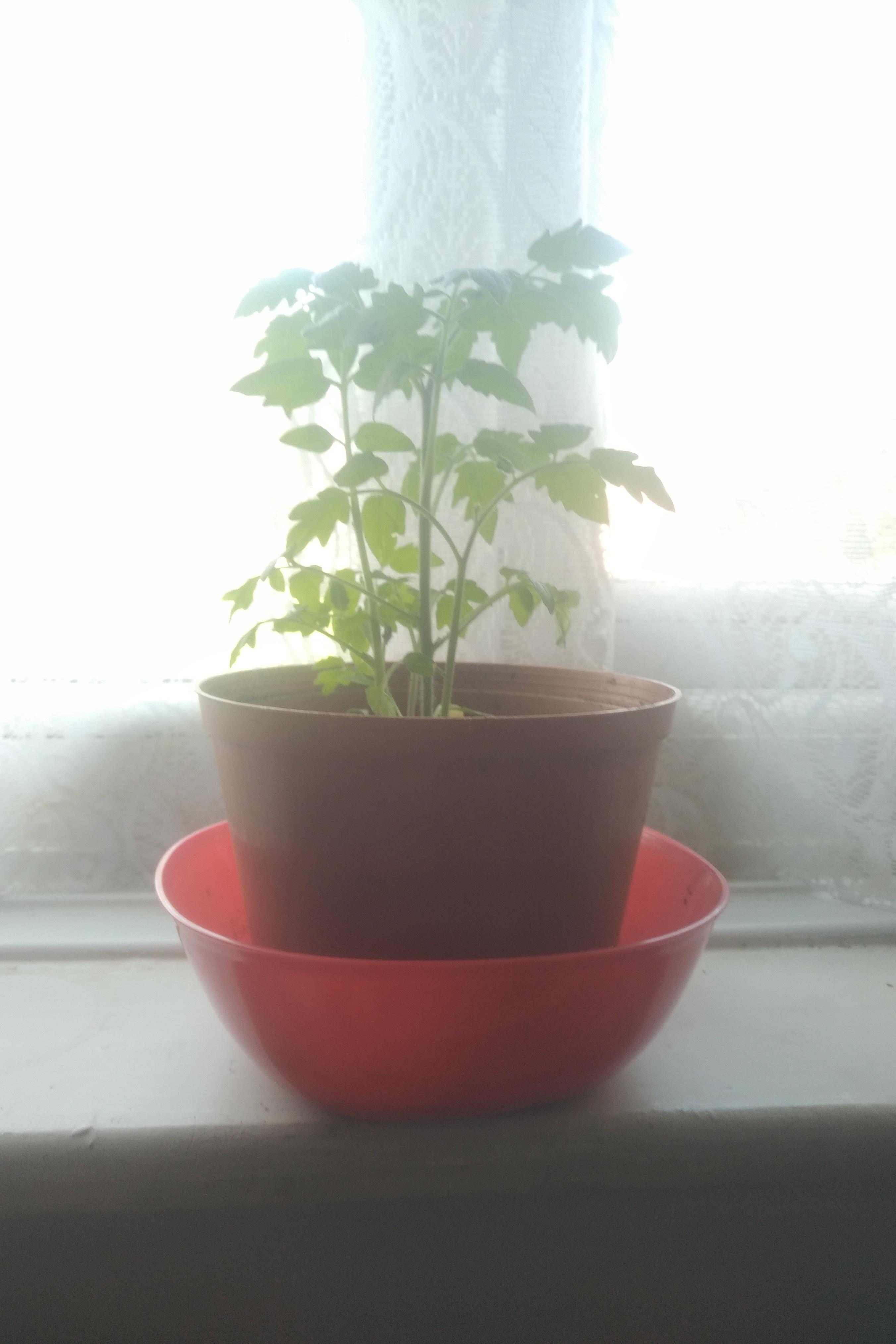 Does my cherry tomato plant need a bigger pot? r/gardening