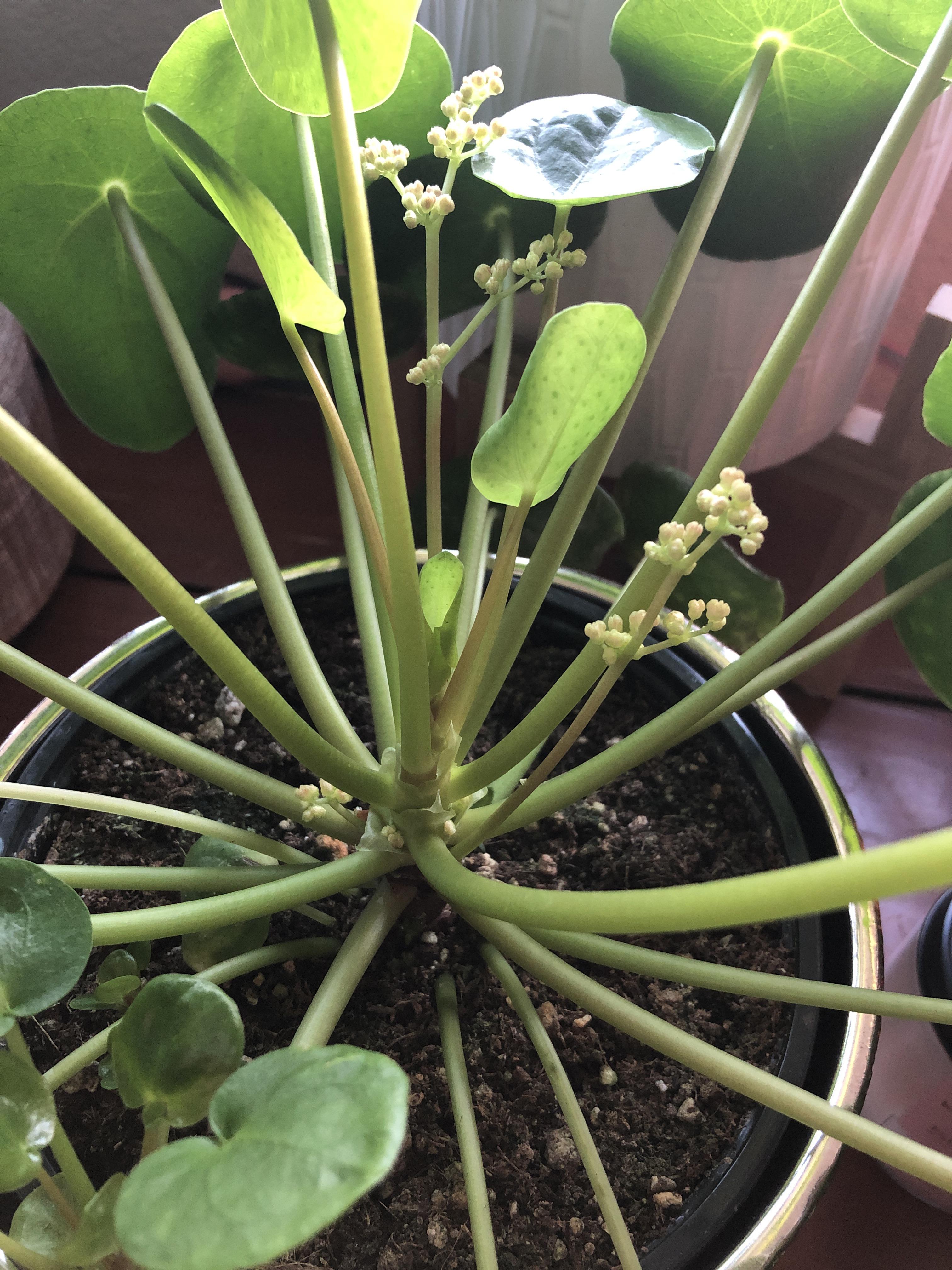 Are these flowers suppose to be growing from this Chinese Money Plant