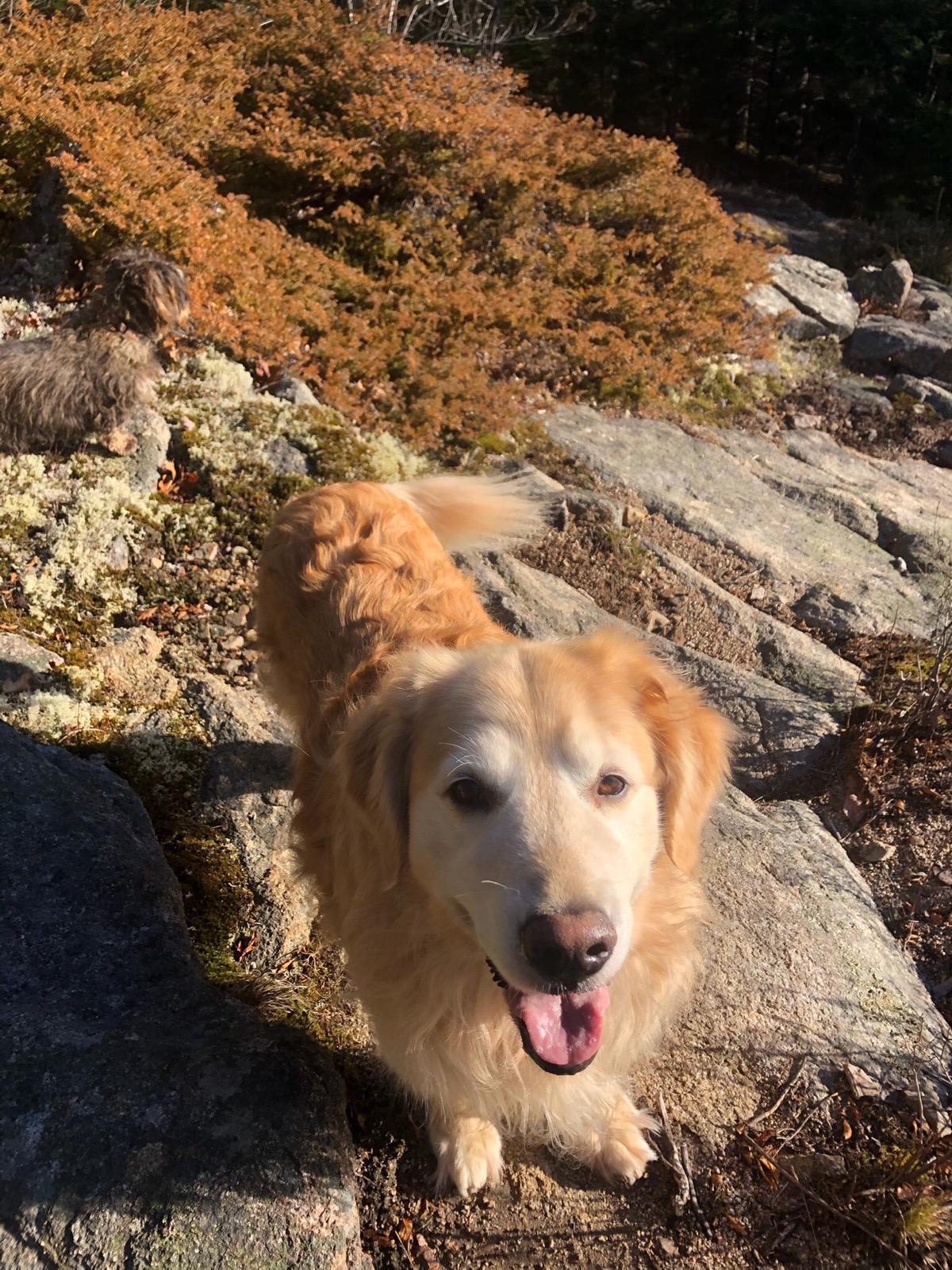 Happy New Year from Seal Cove ! r/Maine