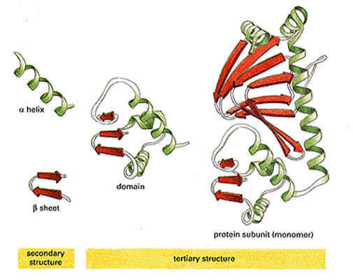 What is the difference between protein domains and subunits? chemhelp