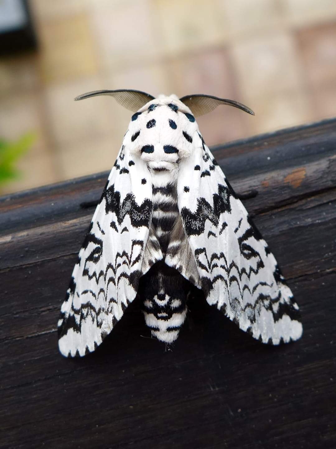 PsBattle A black and white moth