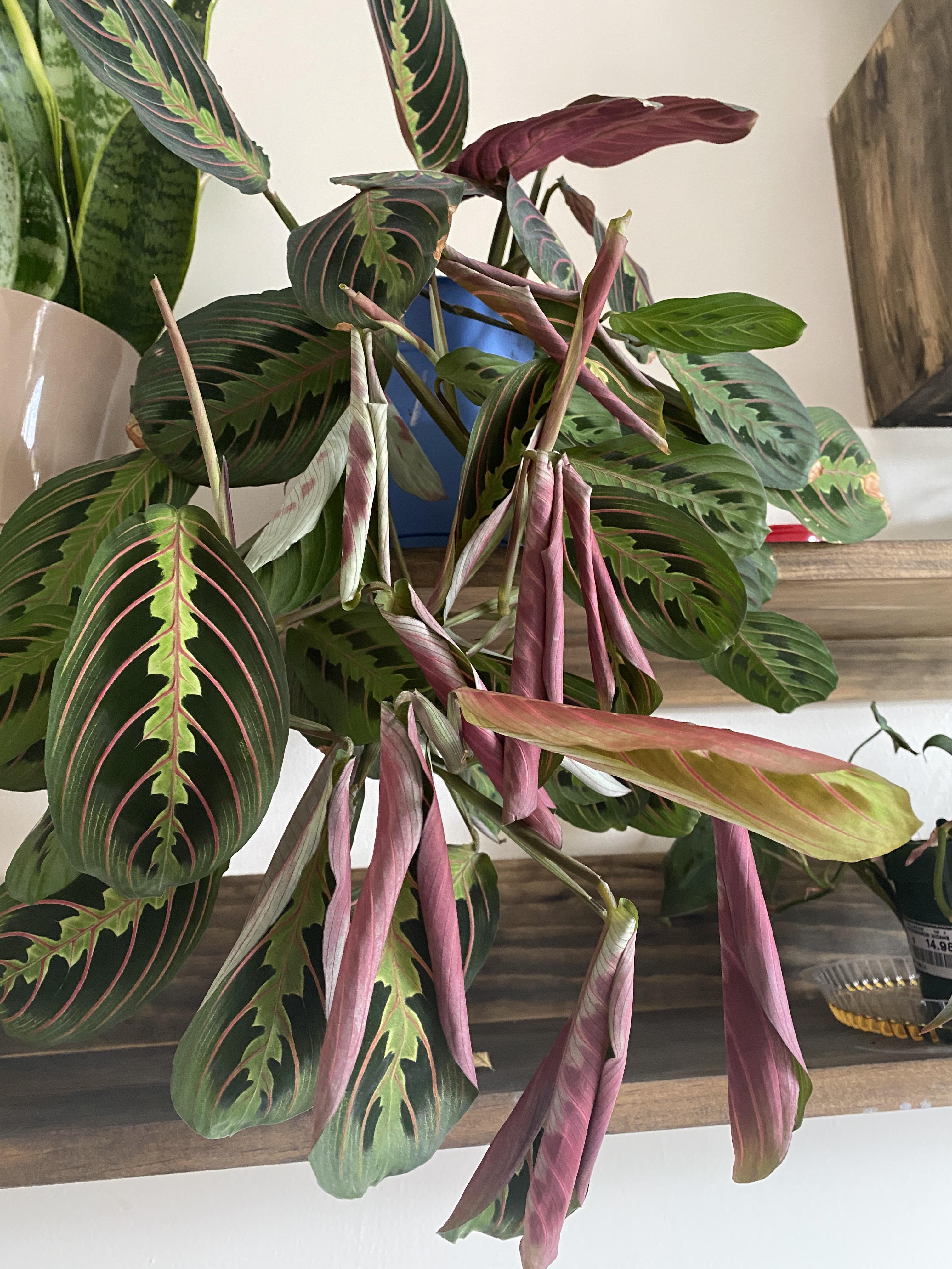 Help! Maranta leaves curling in? r/Maranta