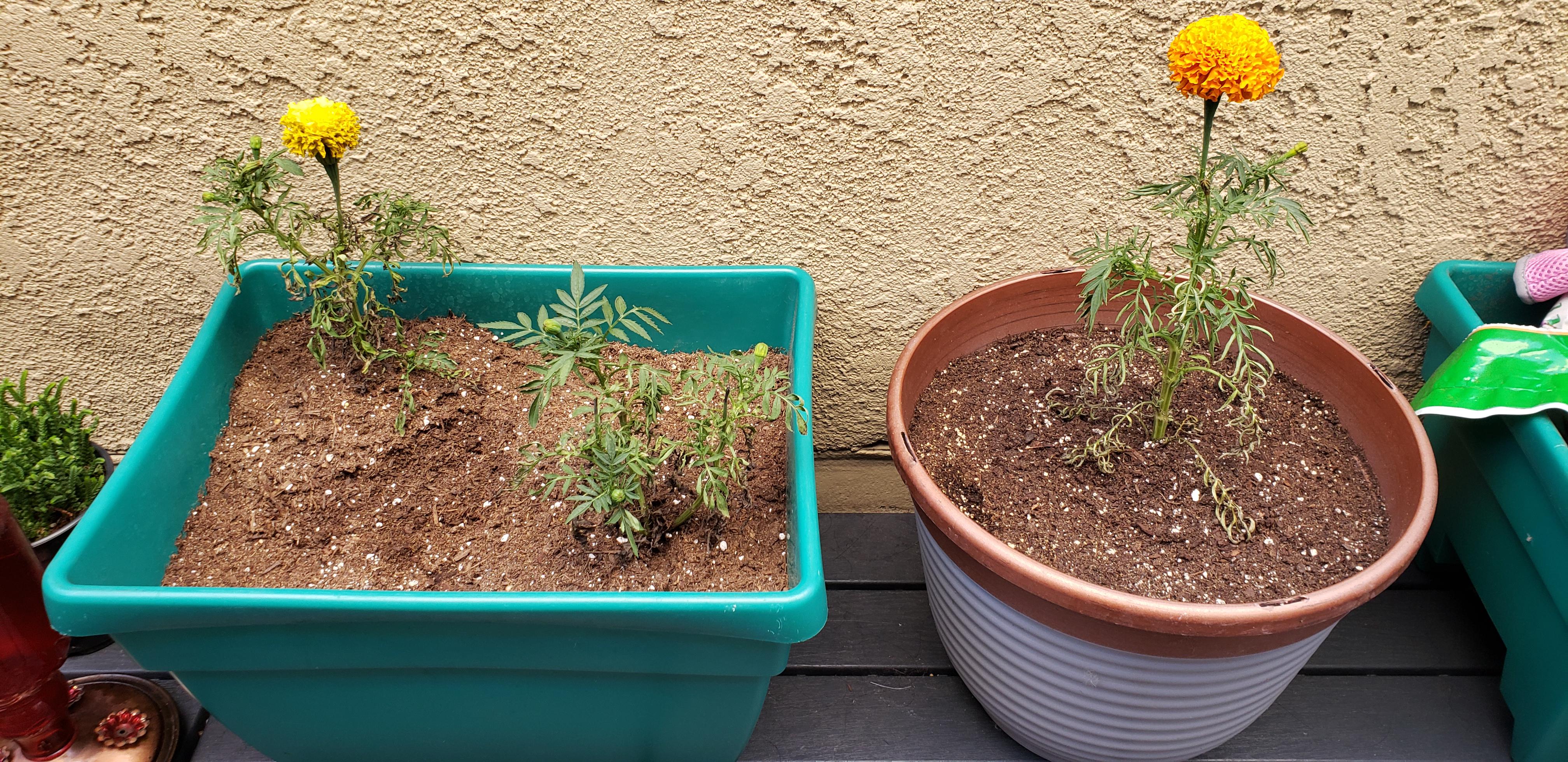 My Marigolds keep dying; they dry up I lightly water them once a