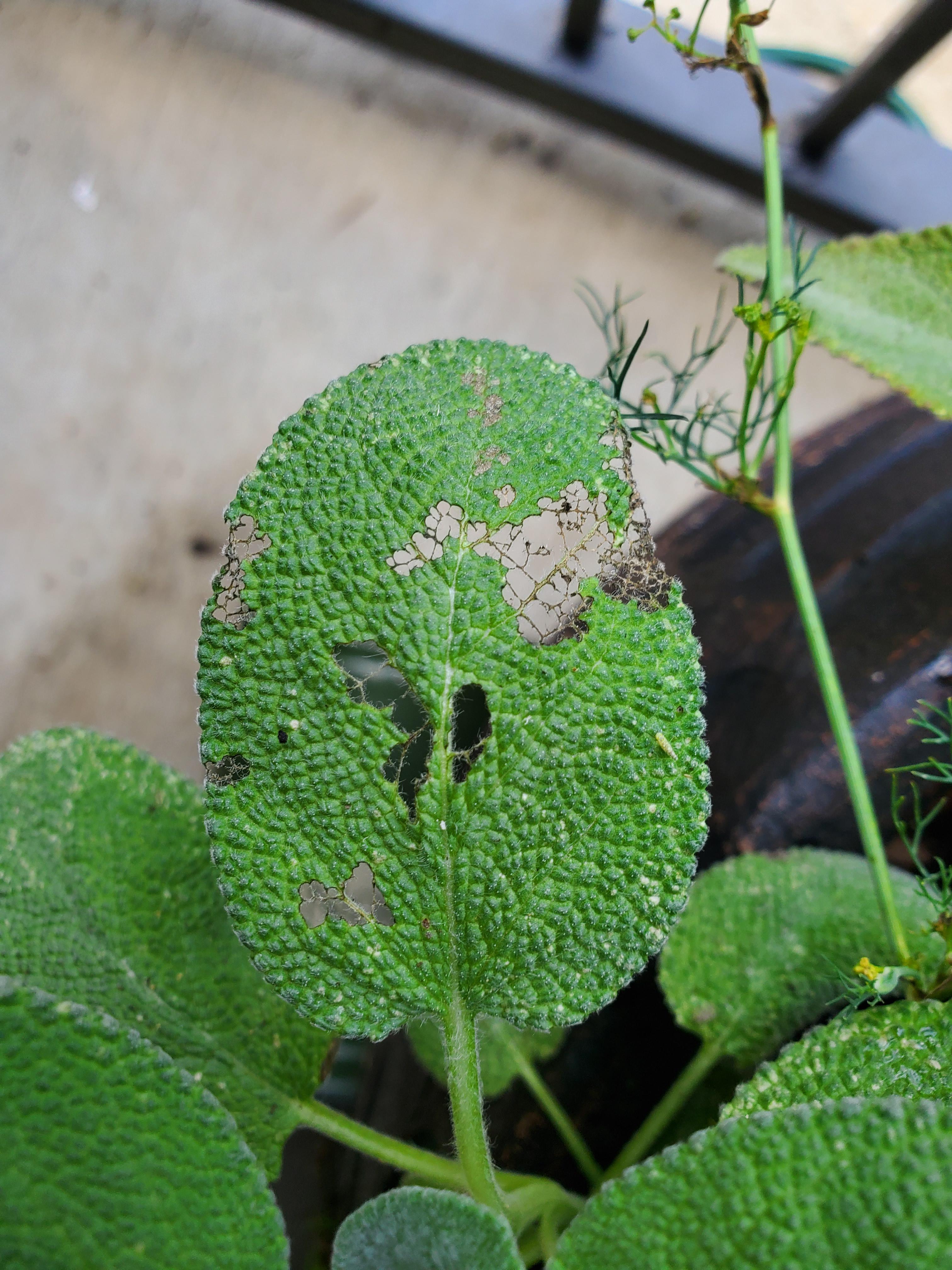 Does anyone know what might be eating my garden sage? Zone 7b NC. It is