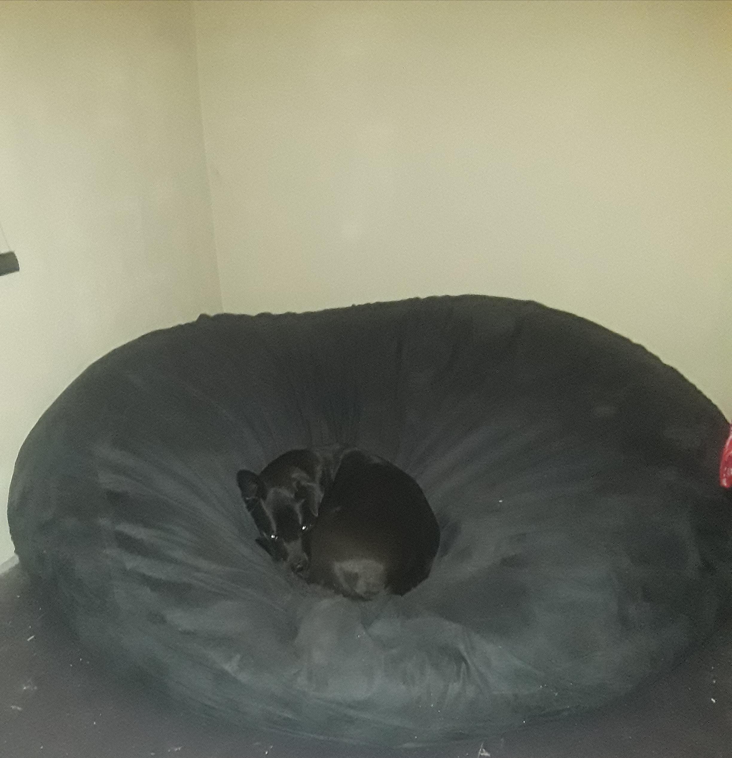 My 90 pound dog has a 7 foot by 7 foot memory foam bed because I have