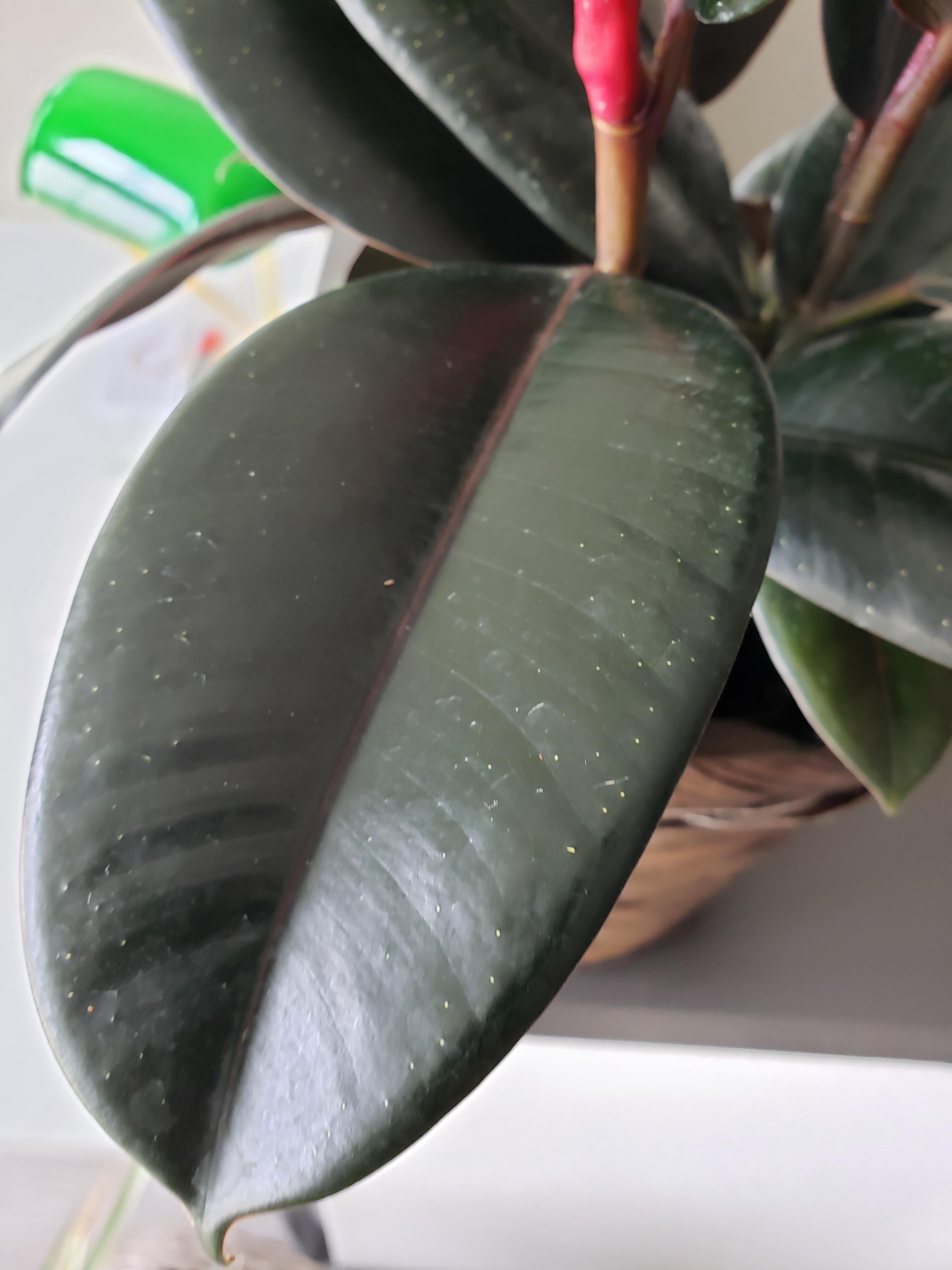 Help! White dots on my ficus elastica 😭 r/plants