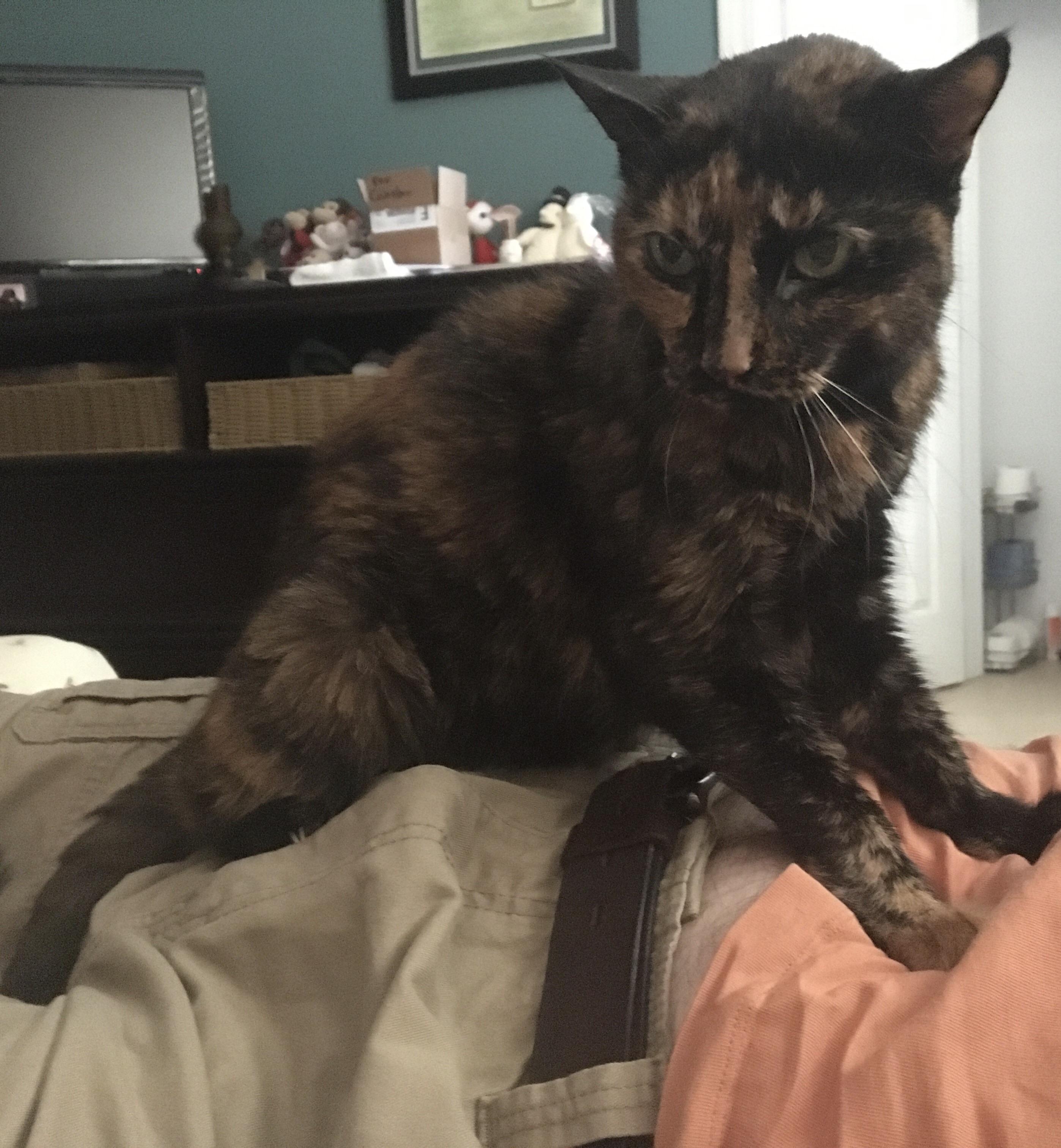 Help! I can’t stop my cat from sitting/walking on me. How do I get her