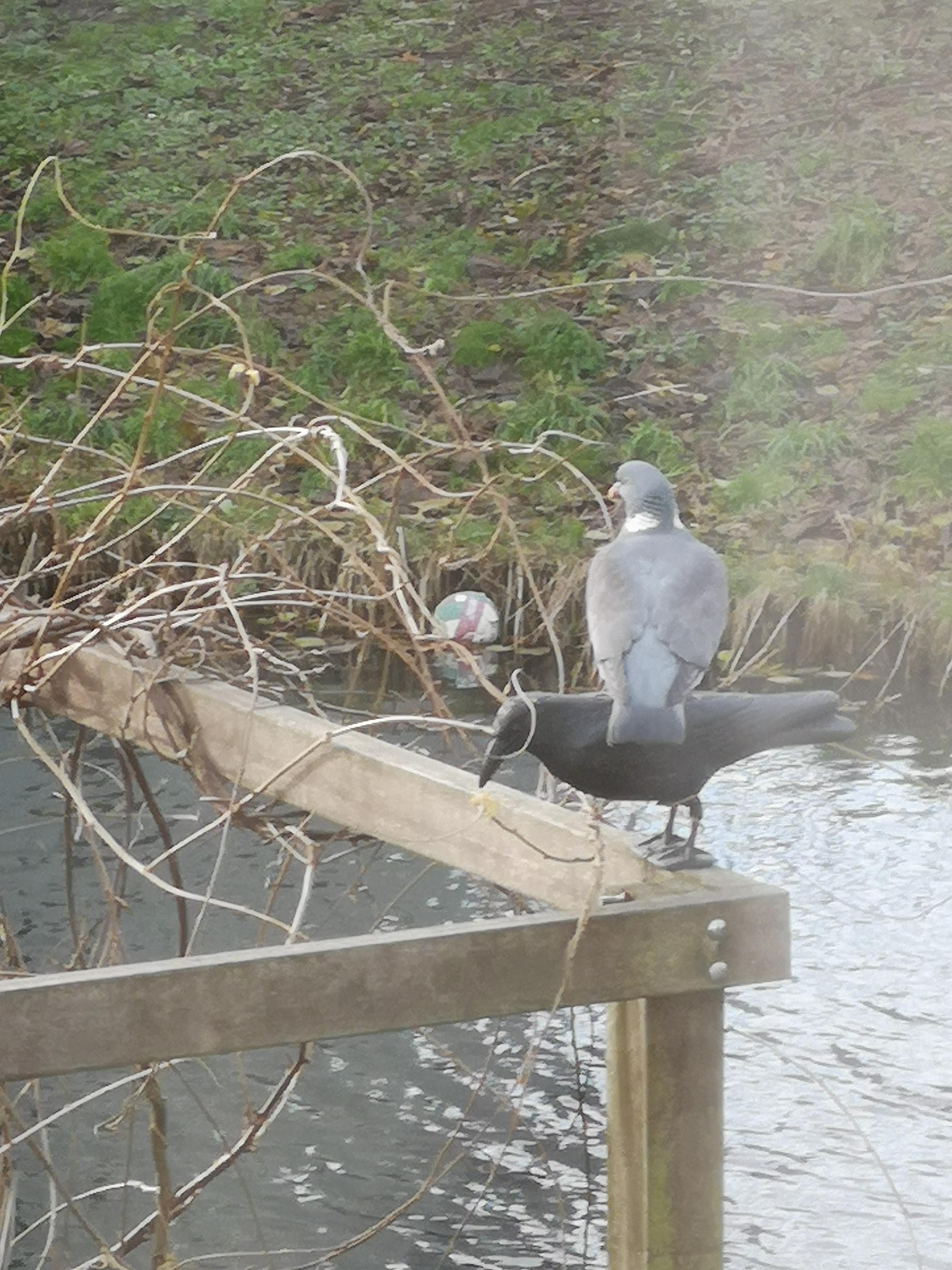 My neighbors placed a fake bird to scare away the pigeons.... r