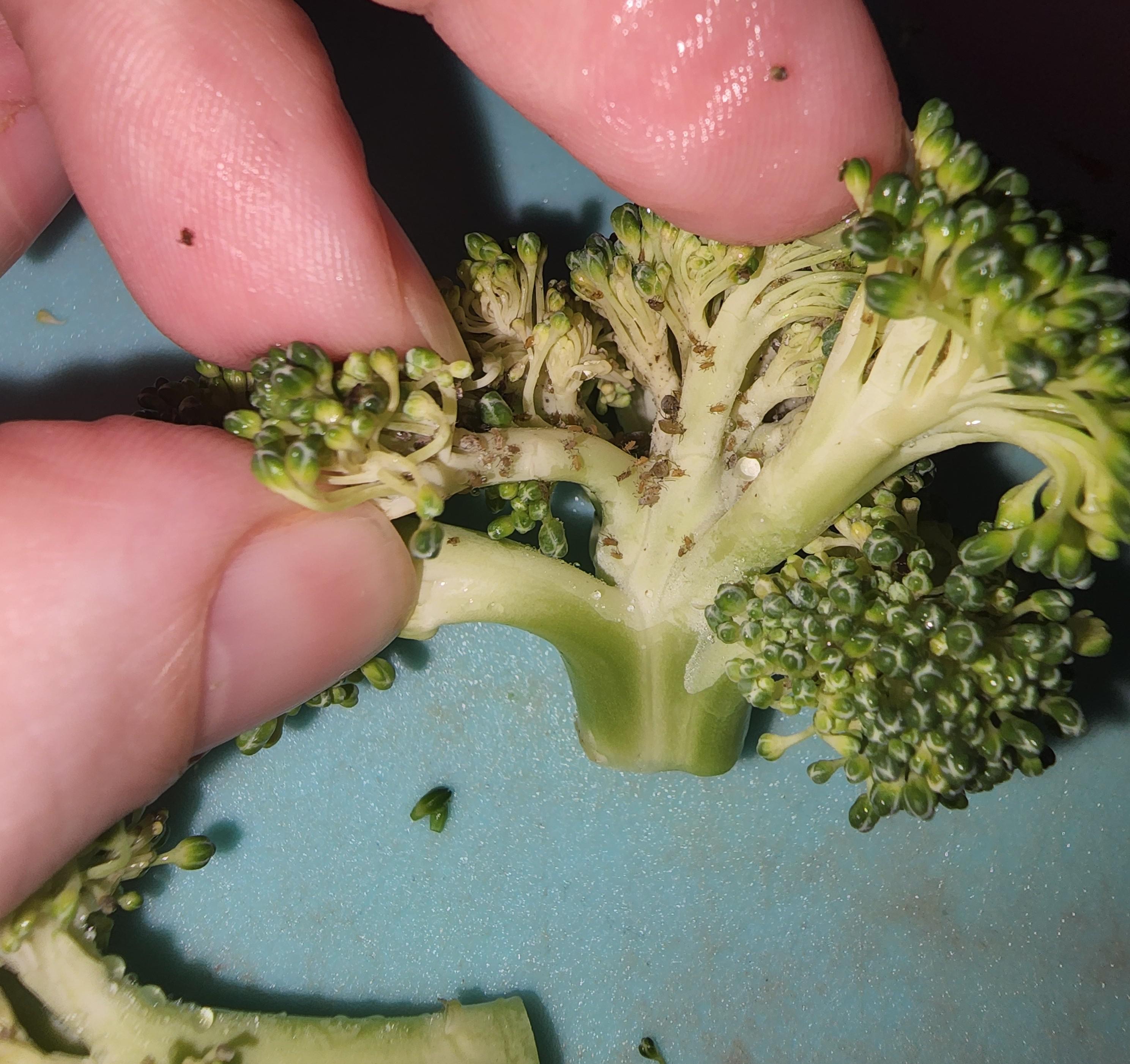 Always check your "triple washed" produce. r/Costco