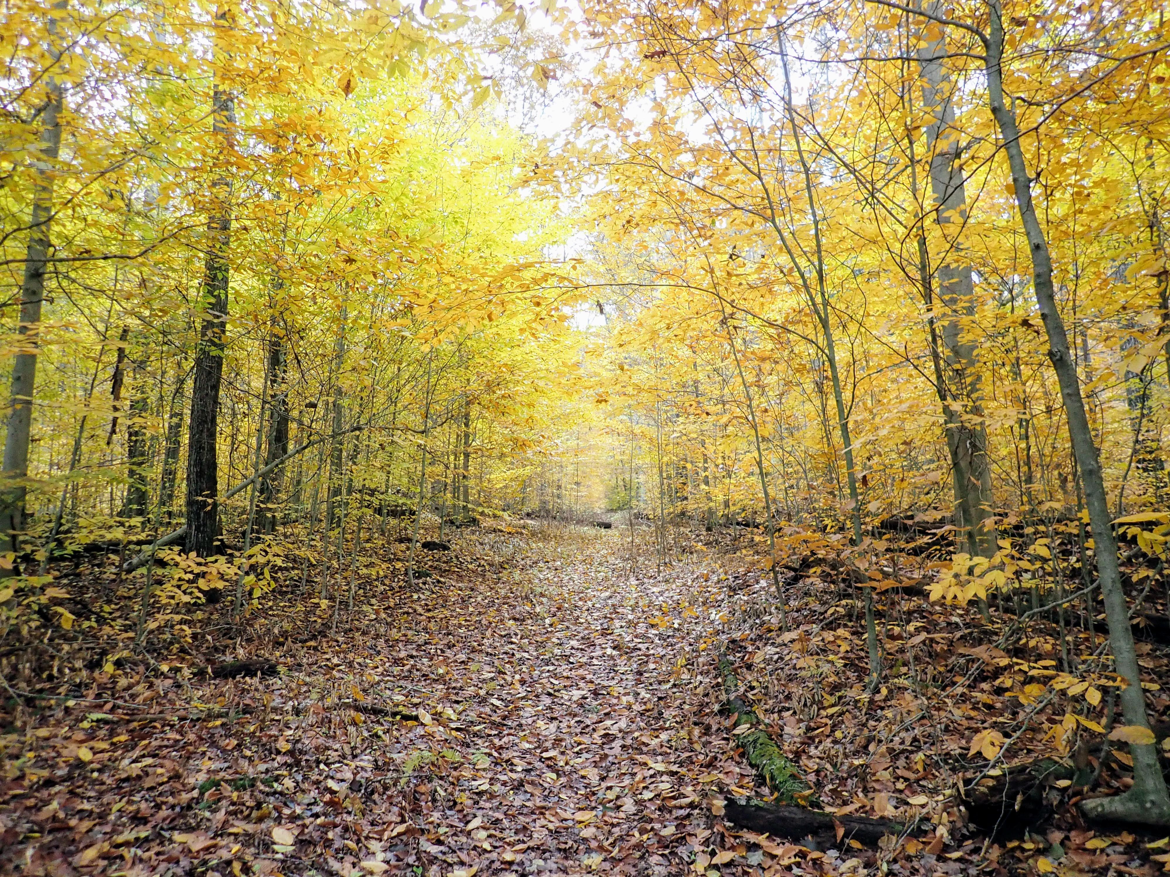 Peak fall foliage in the Pennsylvania Wilds Colton Point State Park
