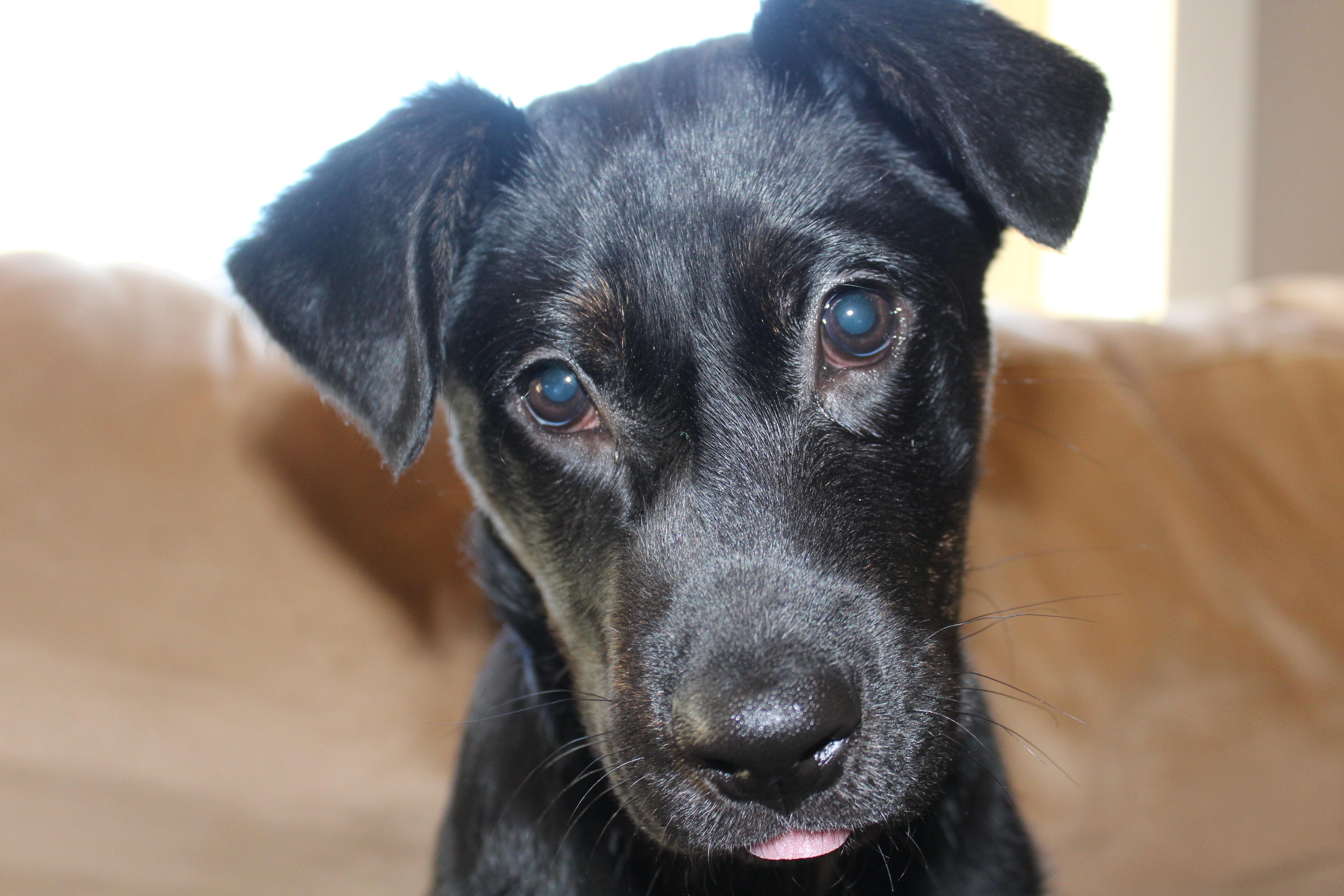 Black Labrador Australian Shepherd Mix