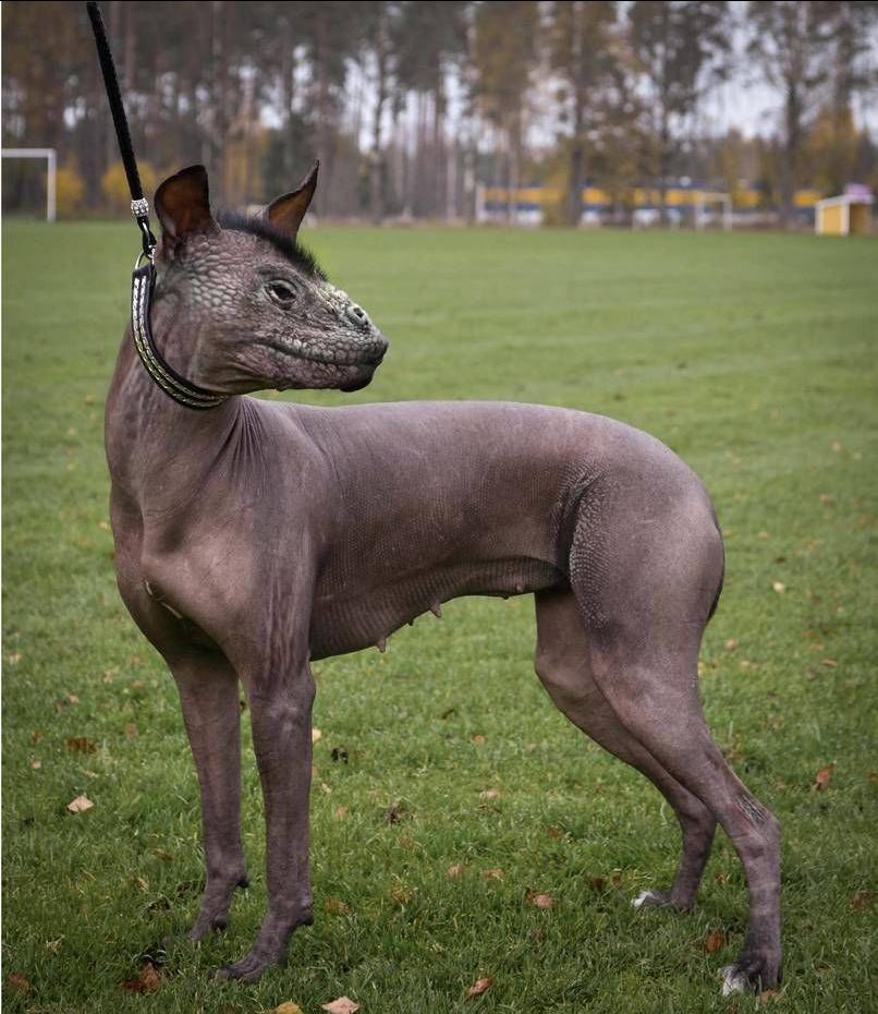 Ravager IRL ARK