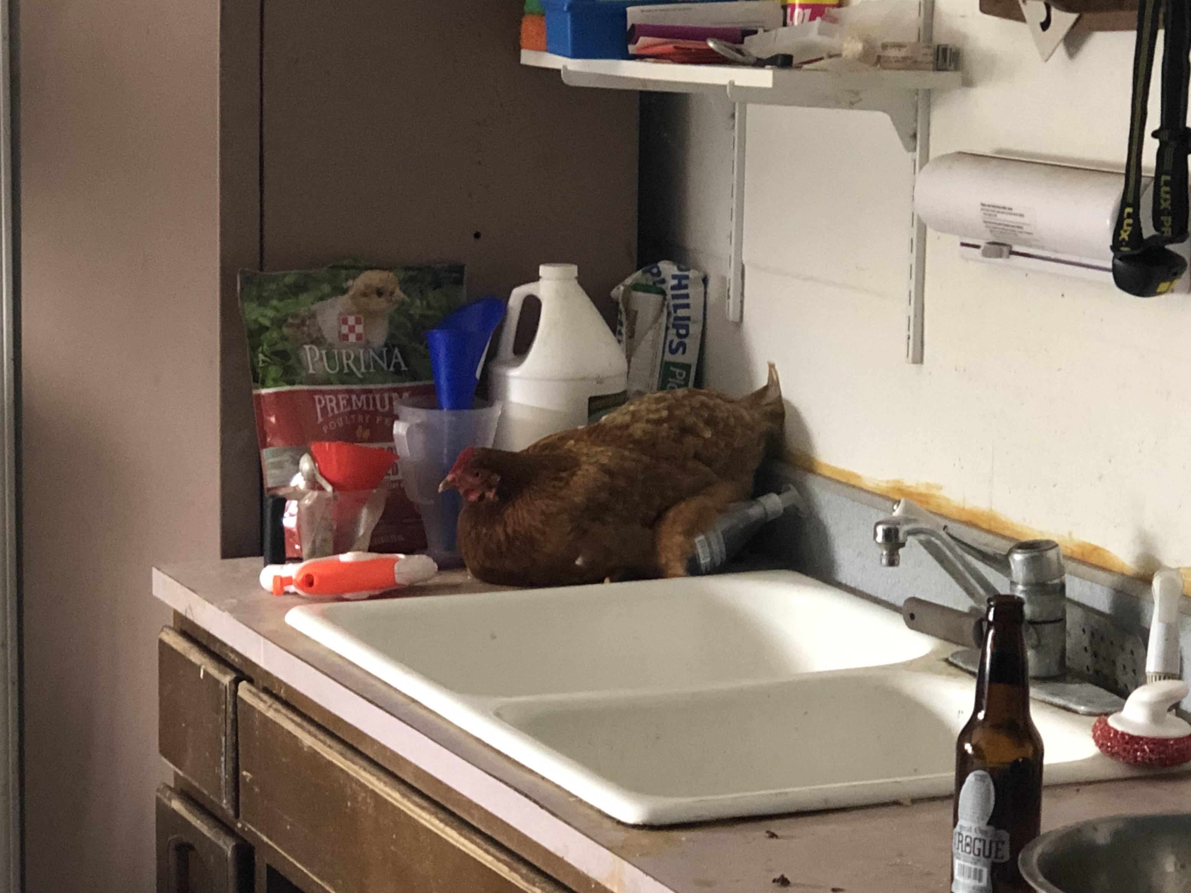 Reddit, meet Chicken Little. She is now a garage chicken. Comes in