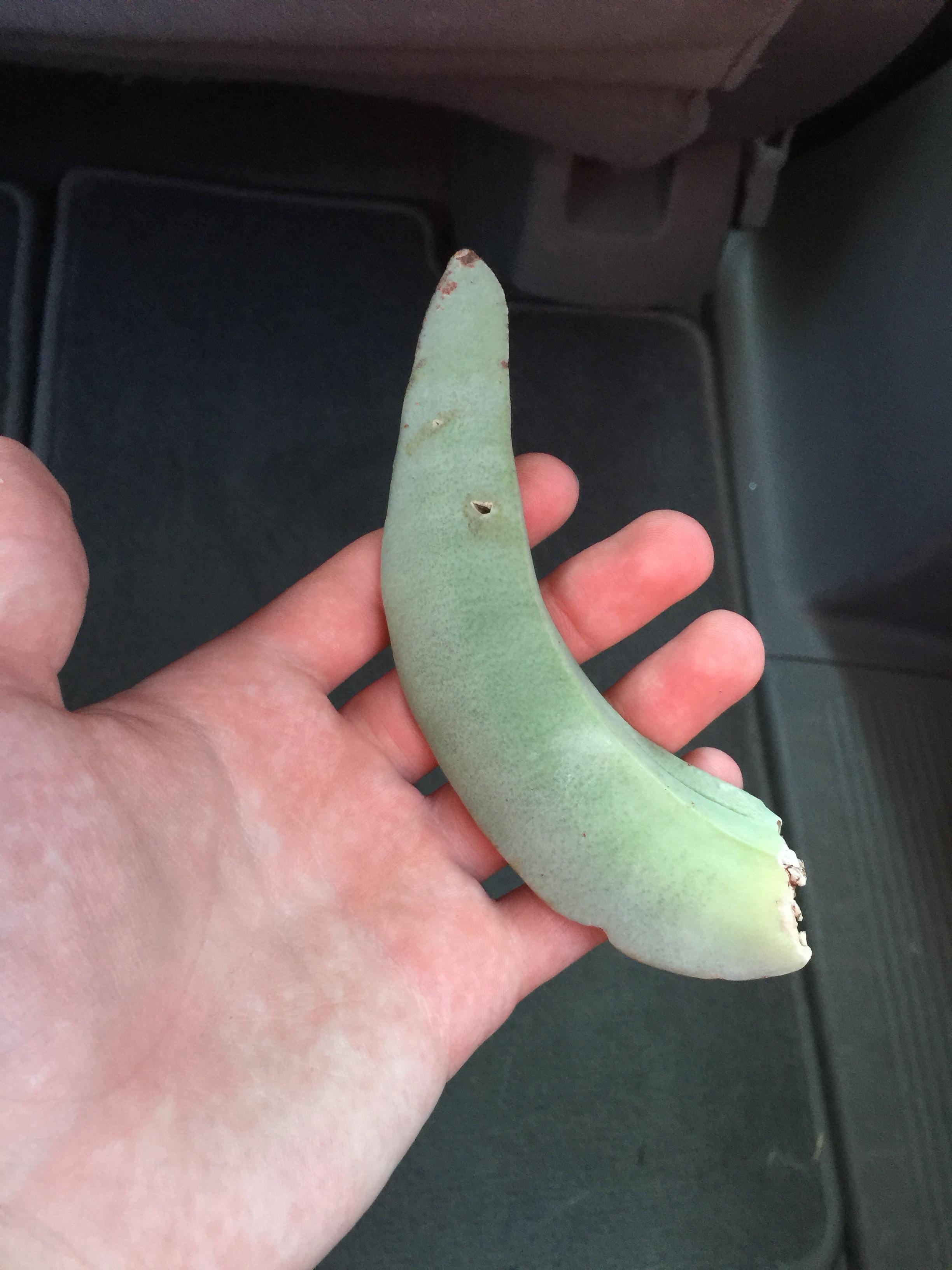 Agave leaf propagation? r/succulents
