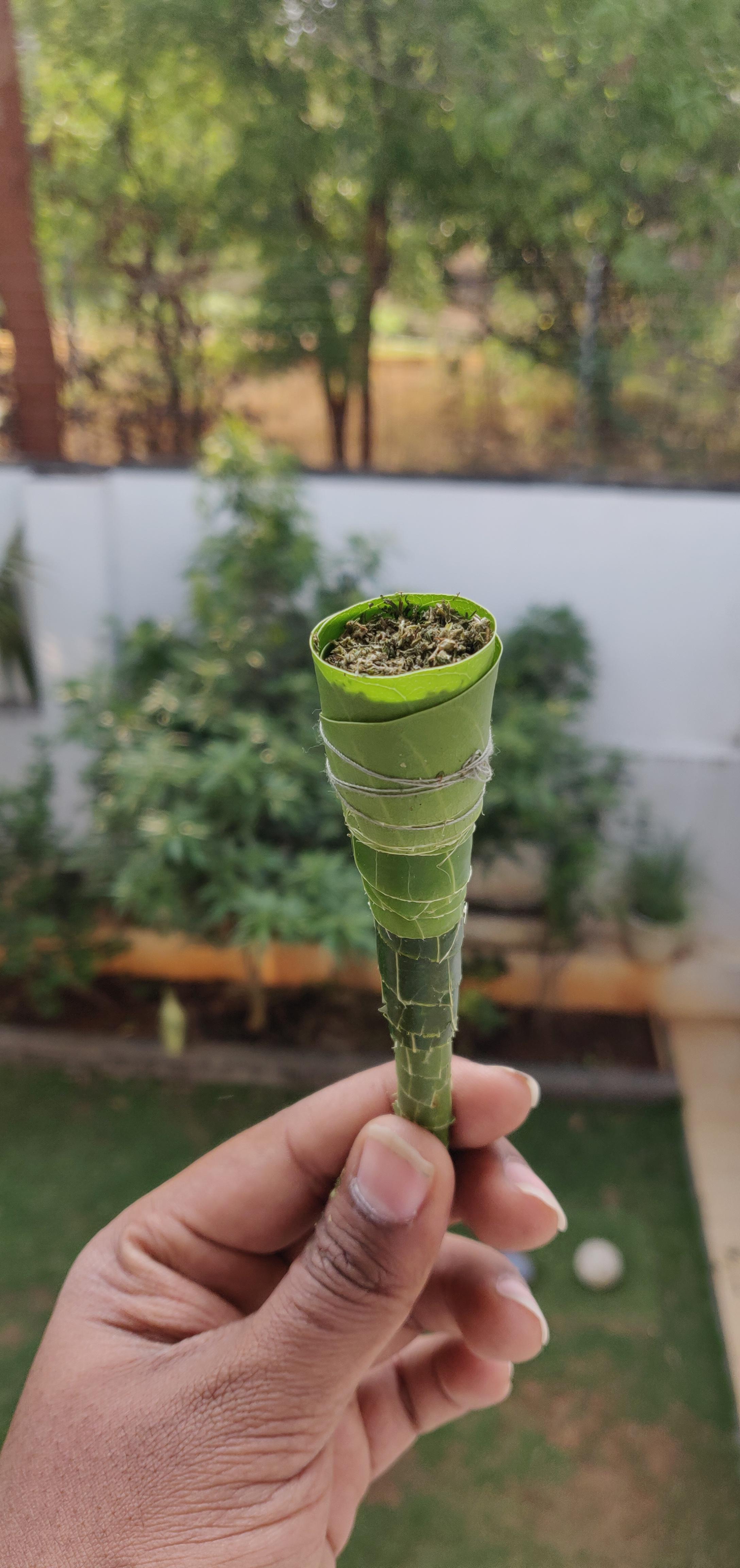 Mother Nature has everything.This chillum is made of Mango leaves ,It