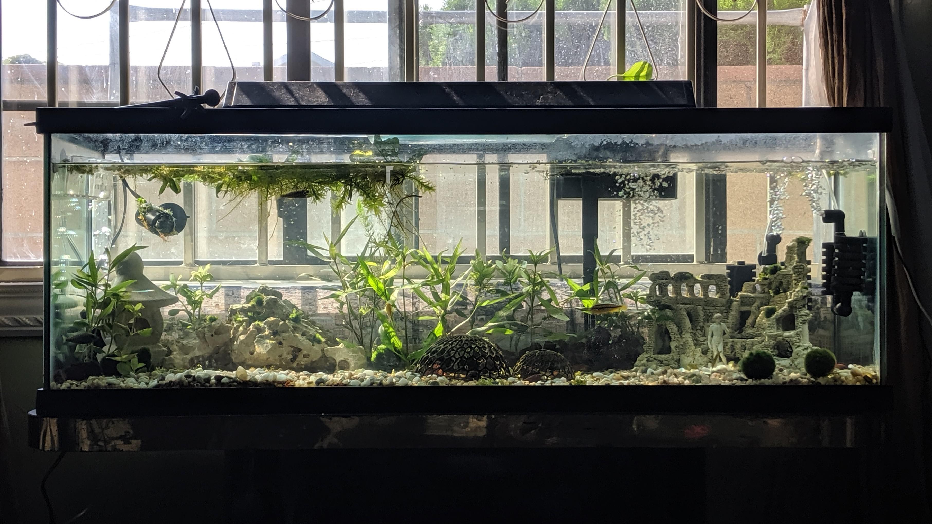 Aquarium safe spray paint r/Aquariums