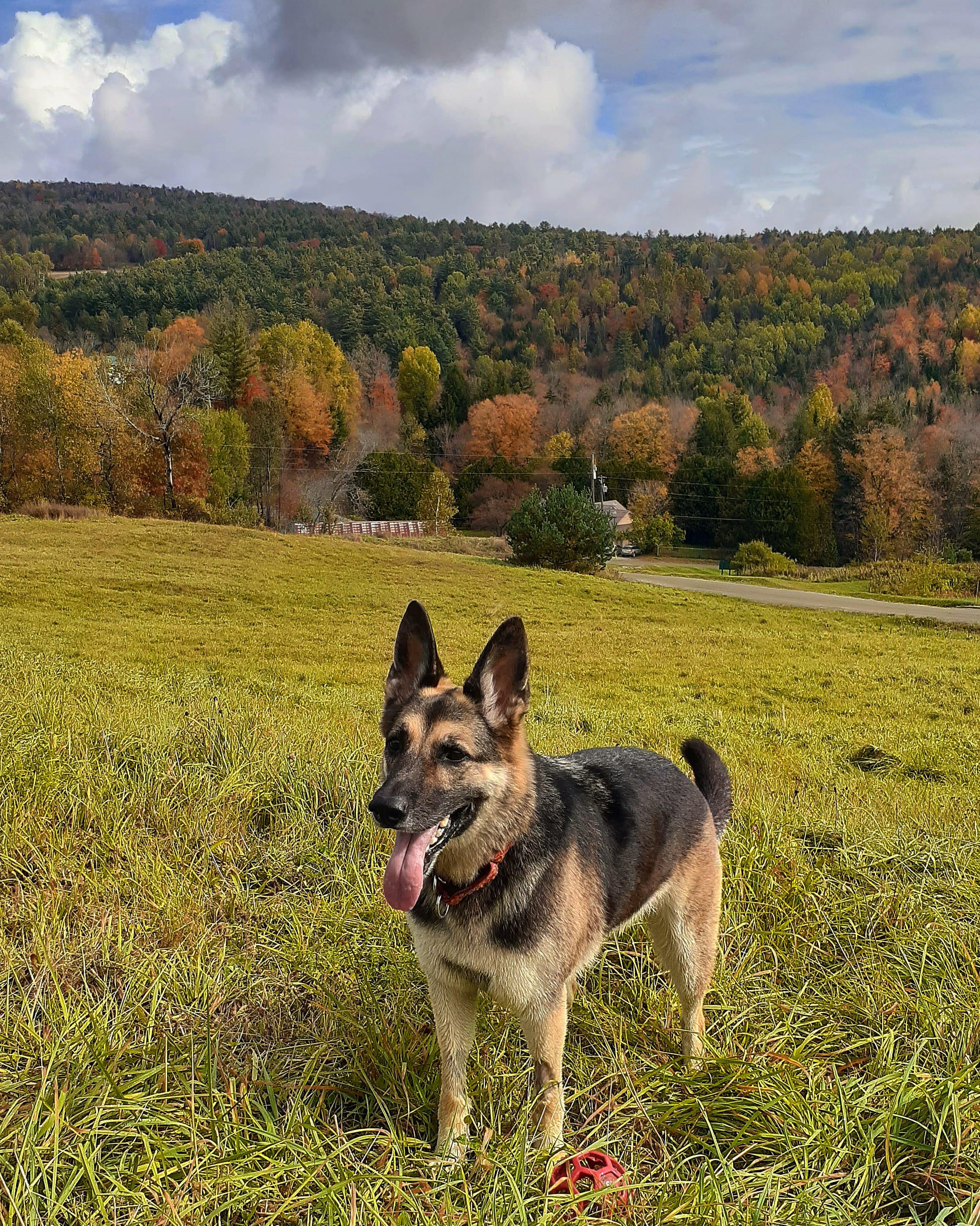 Took my girl to Dog Mountain today in St. Johnsbury, VT. I highly