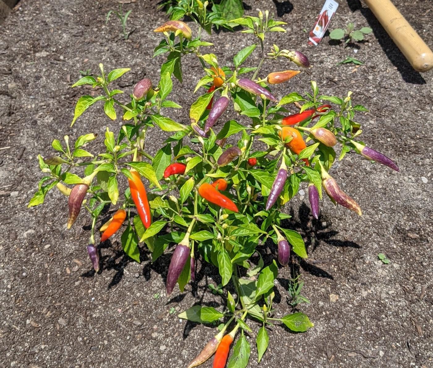 What can I do with these basket of fire peppers? We have a few plants