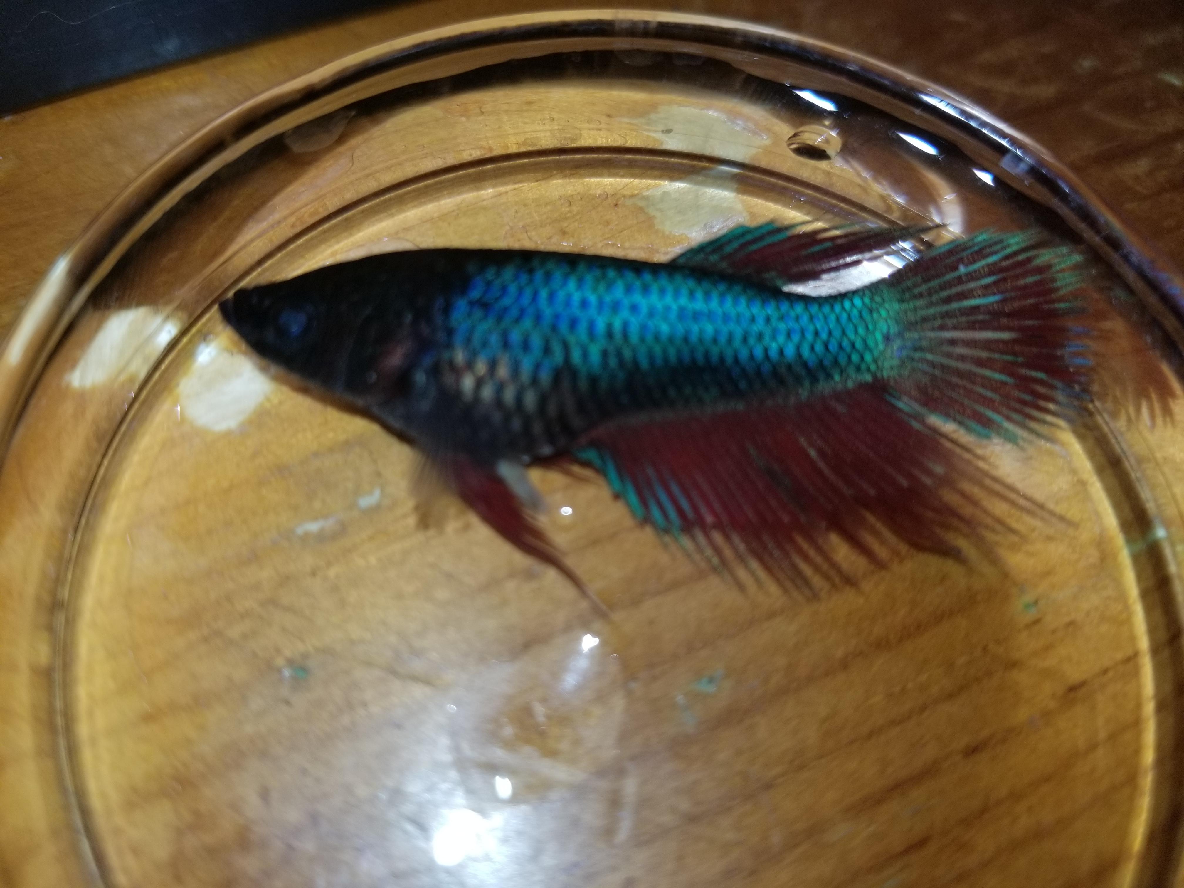 My female betta suddenly died, earlier today she was swimming around as