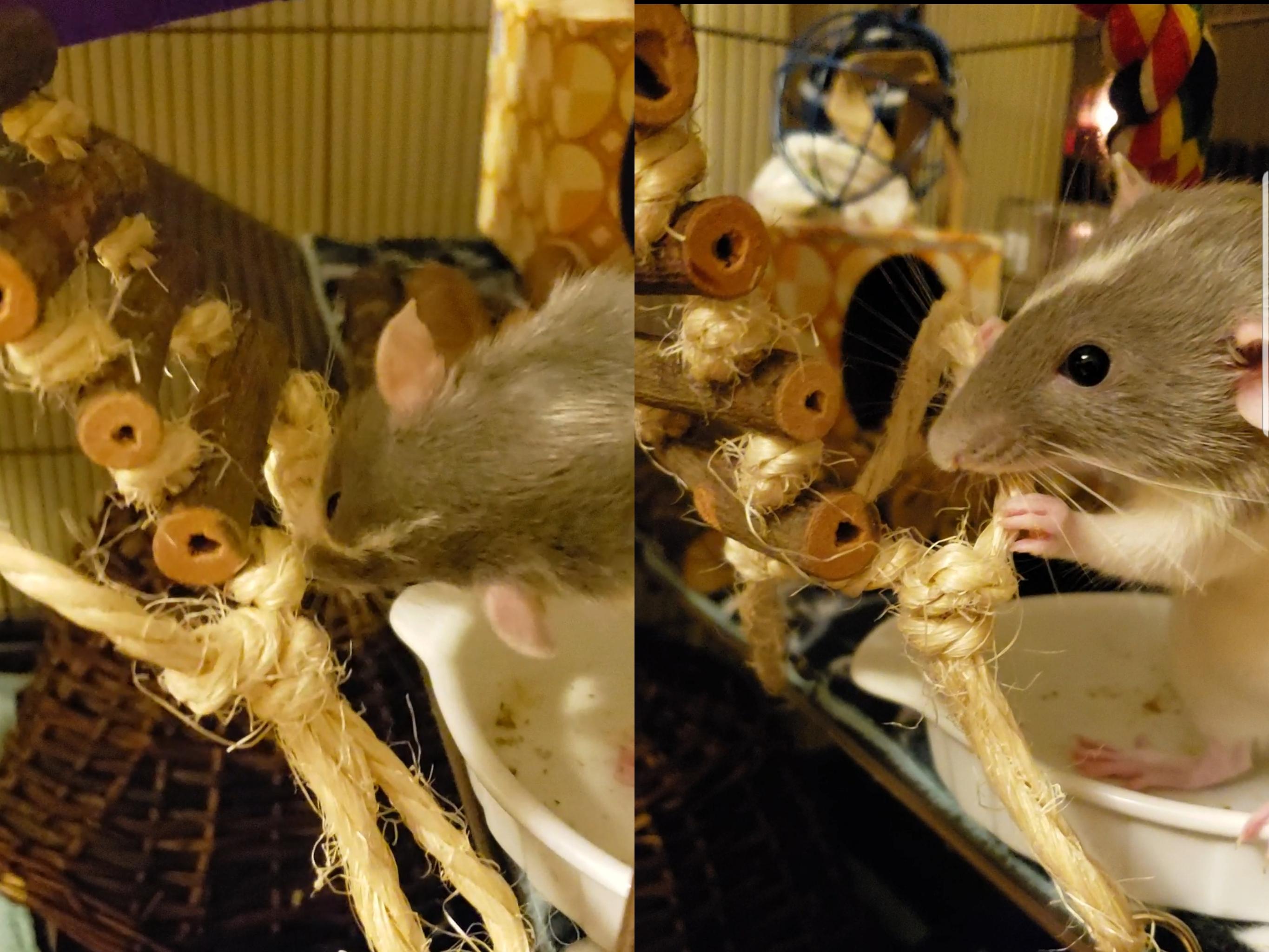 Buys new cute rope ladder for climbing fun. Goes in cage for one second