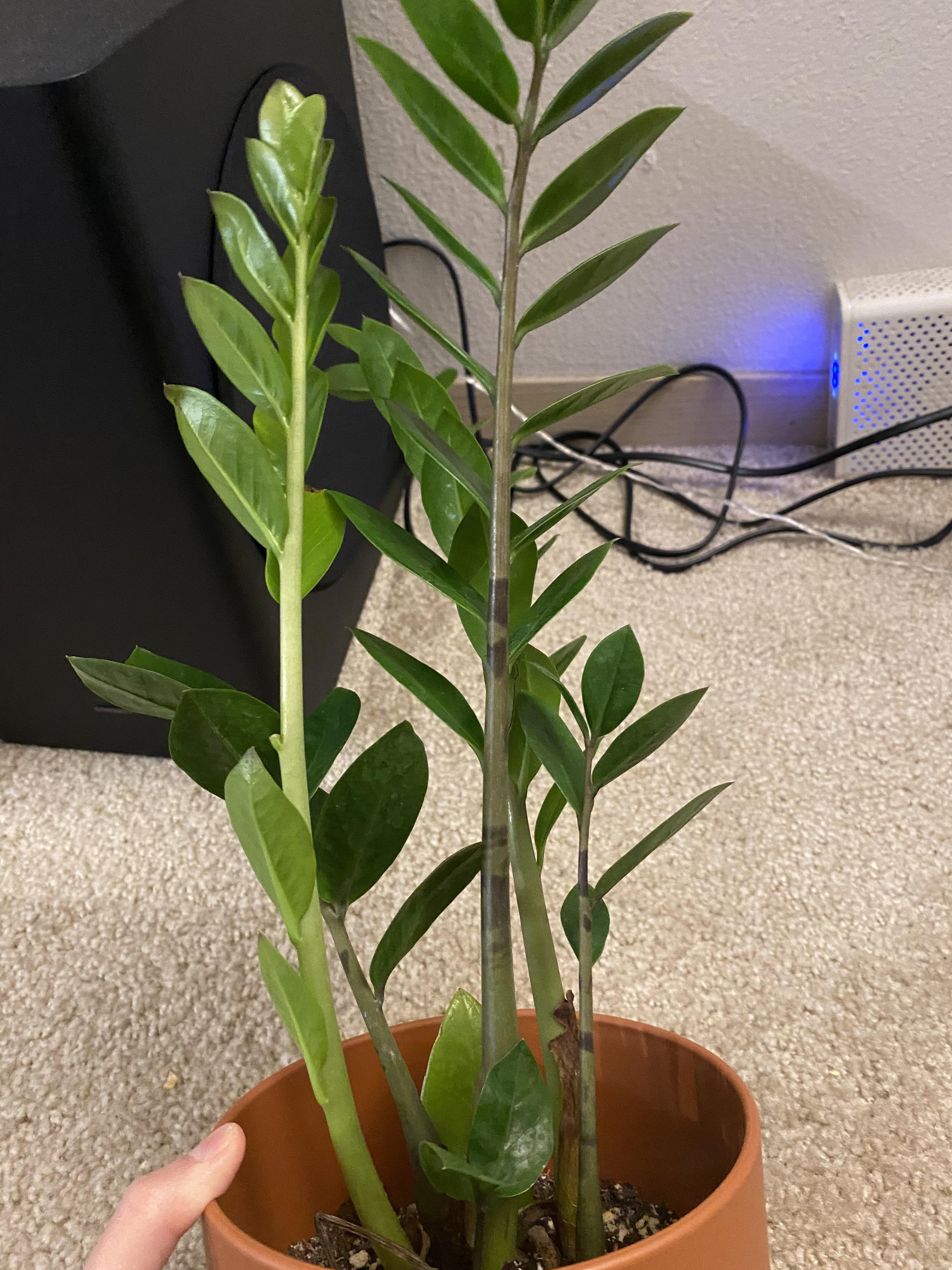 Does anyone know what’s wrong with my zz plant? There are some dark