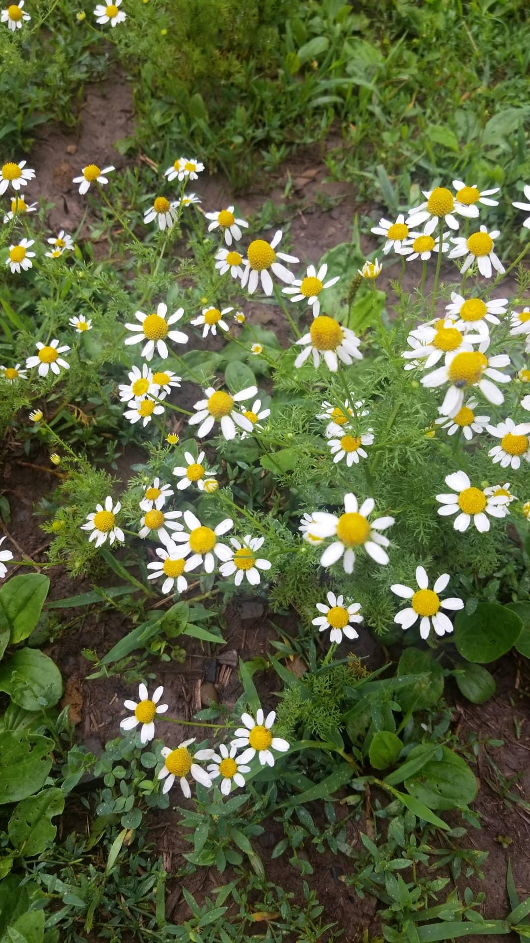Could this be chamomile? Feverfew? r/herbalism