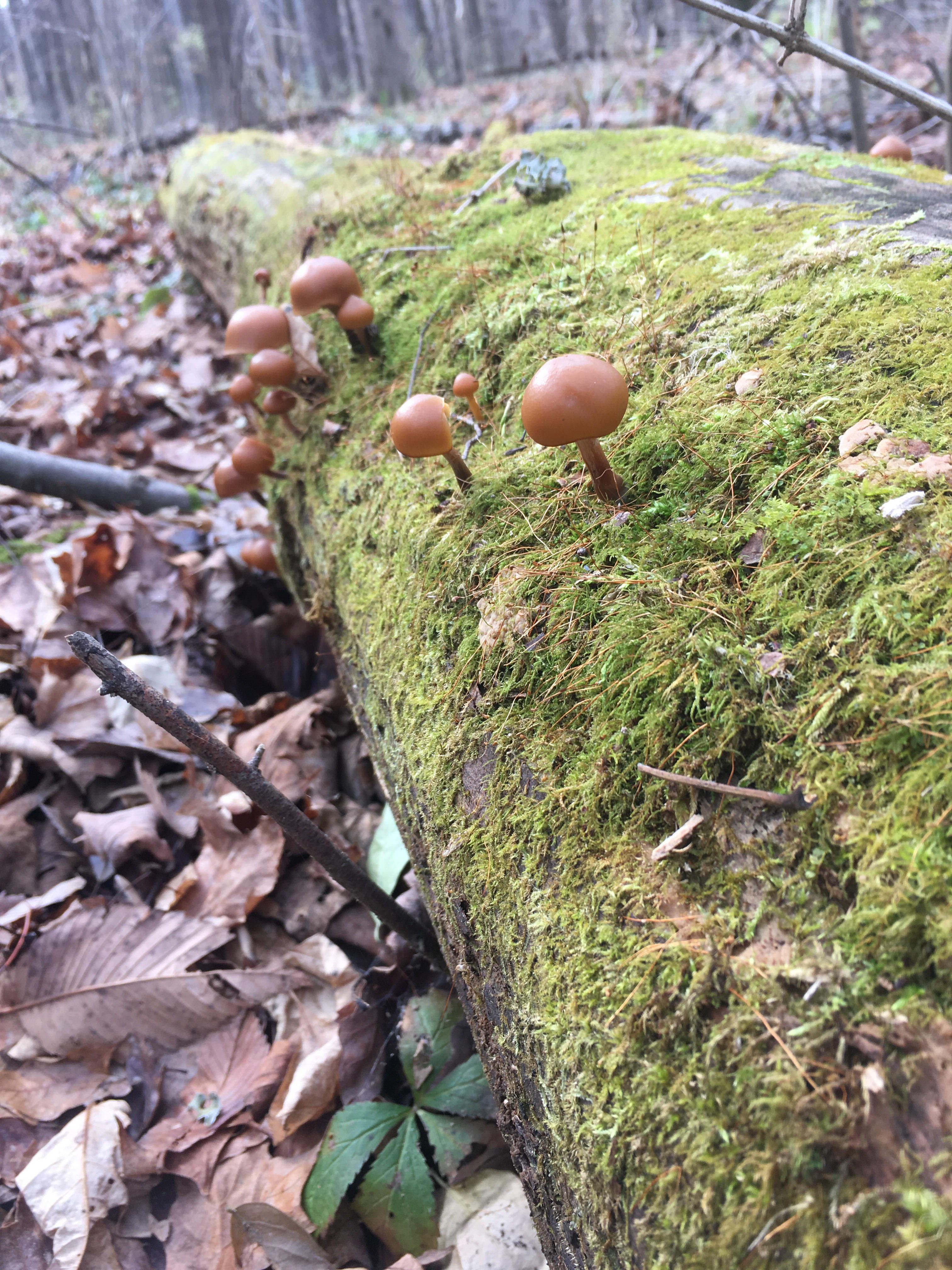 Velvet tuft? r/mushroom_hunting
