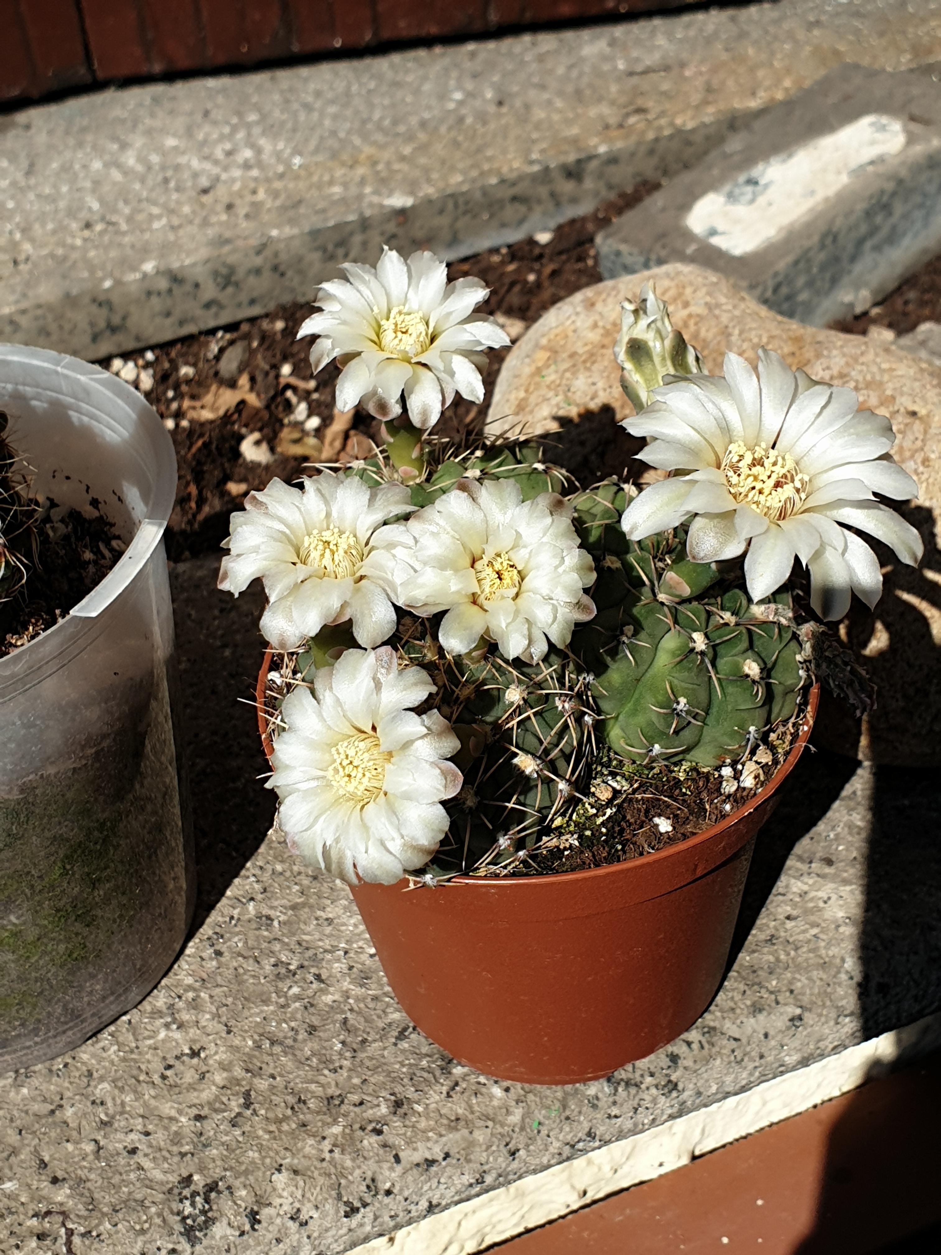 In full bloom today. r/cactusenthusiasts