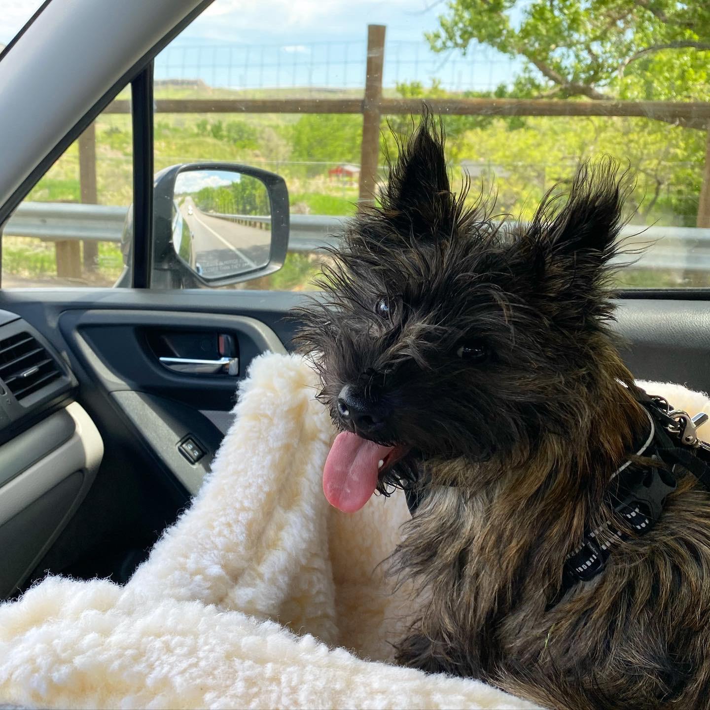 Are Cairn Terriers Double Coated