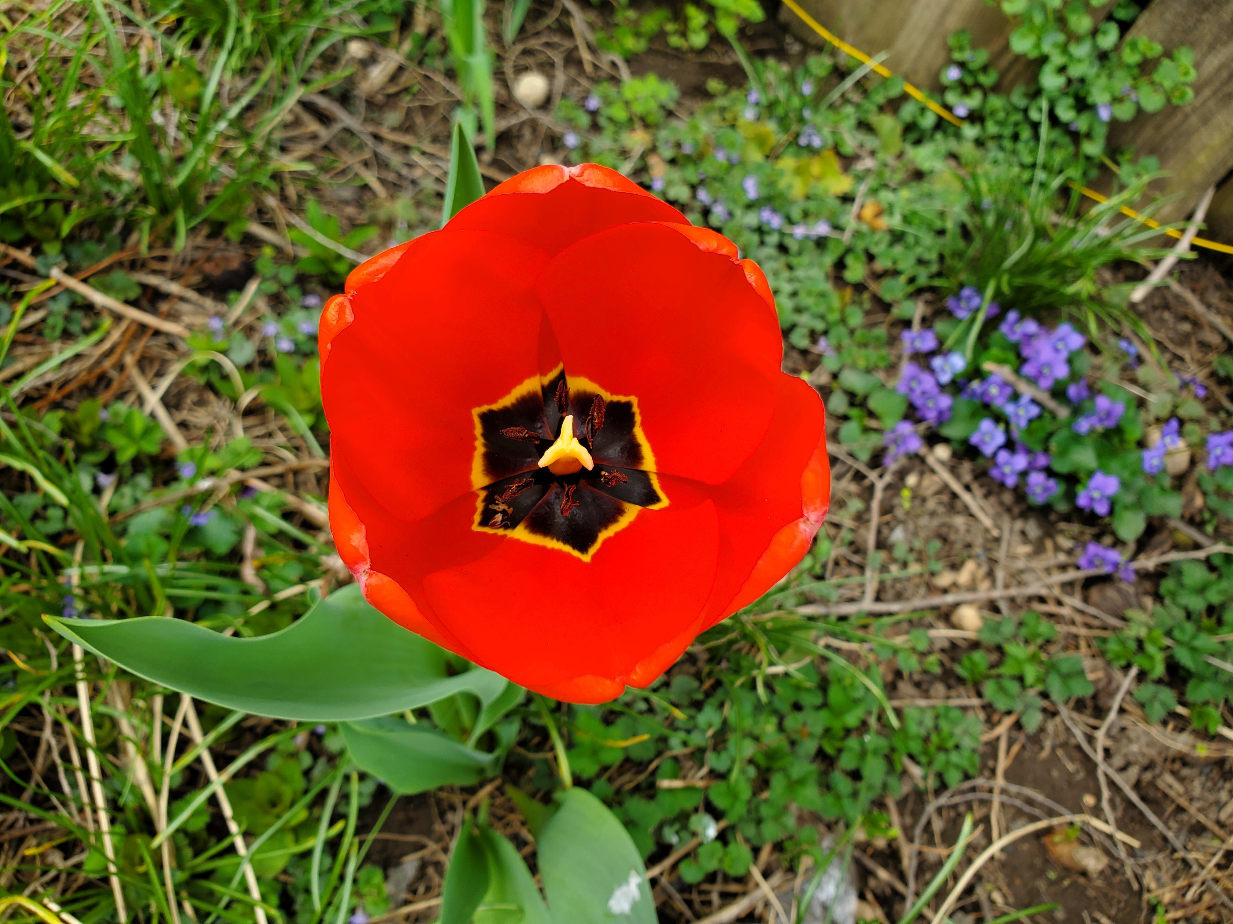 Full bloom just before the rain r/gardening