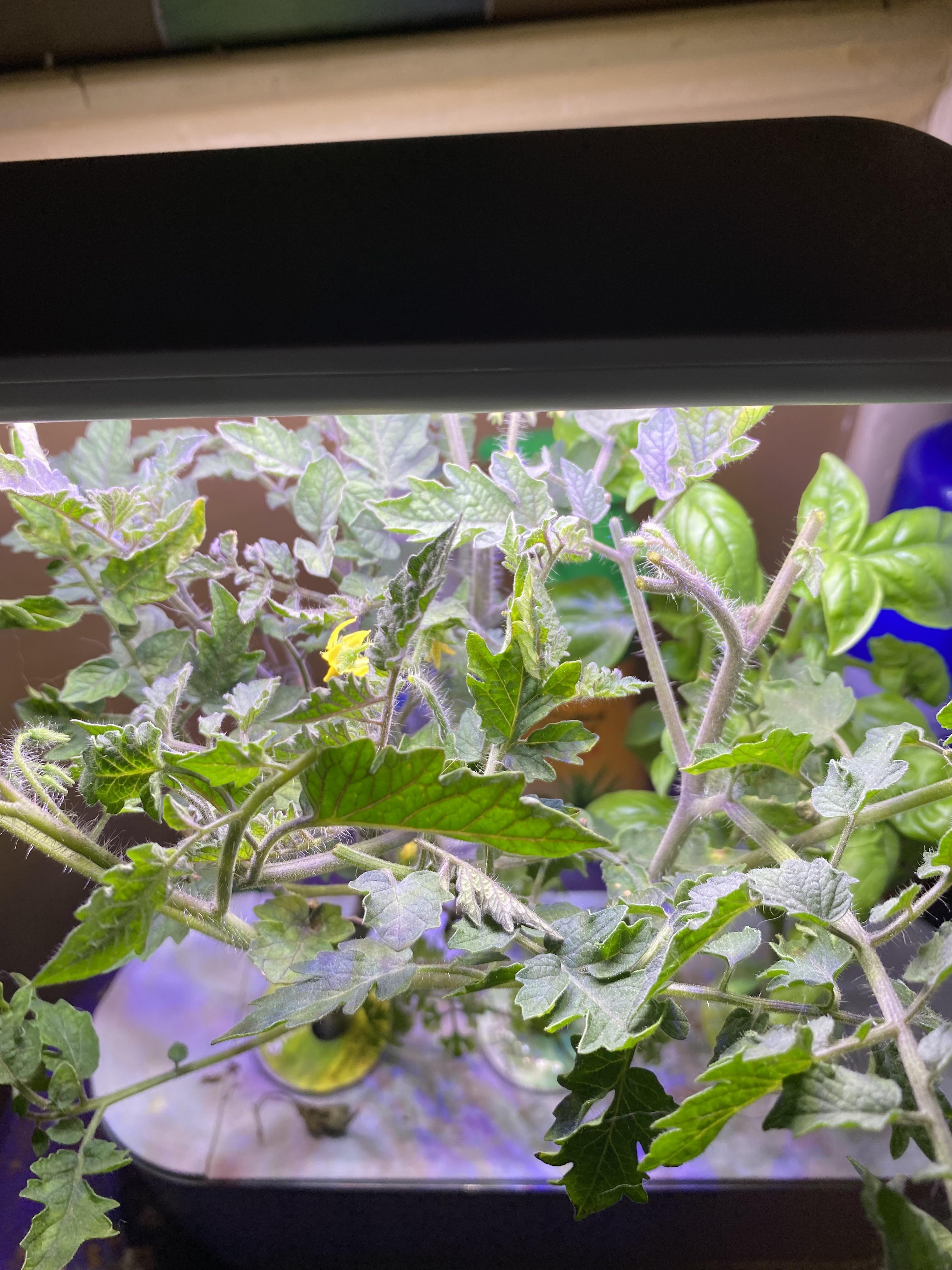 My tomato’s are starting to flower do I have to pollinate to get
