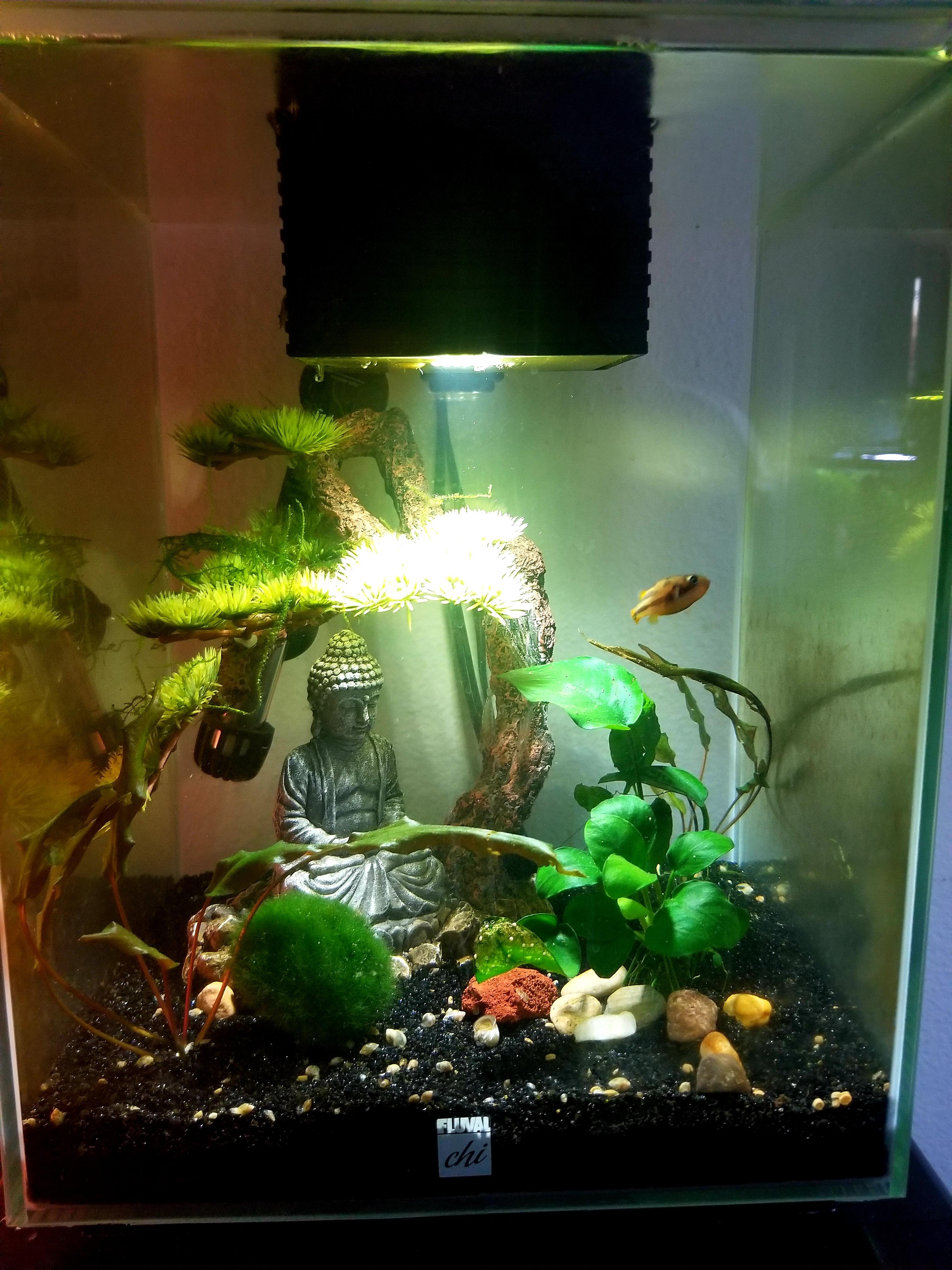 424 best Pea Puffer images on Pholder Aquariums, Planted Tank and Pea