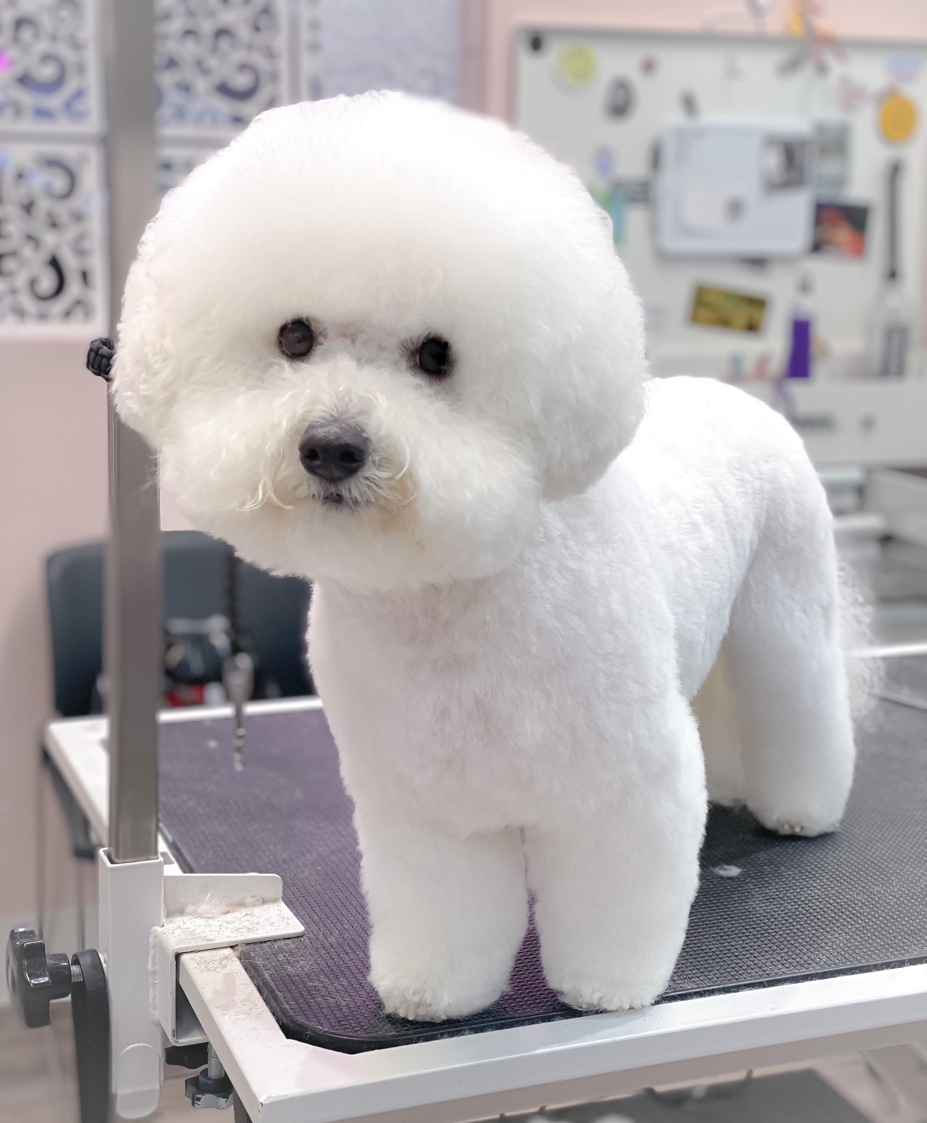 Bichon Frise Cut Styles