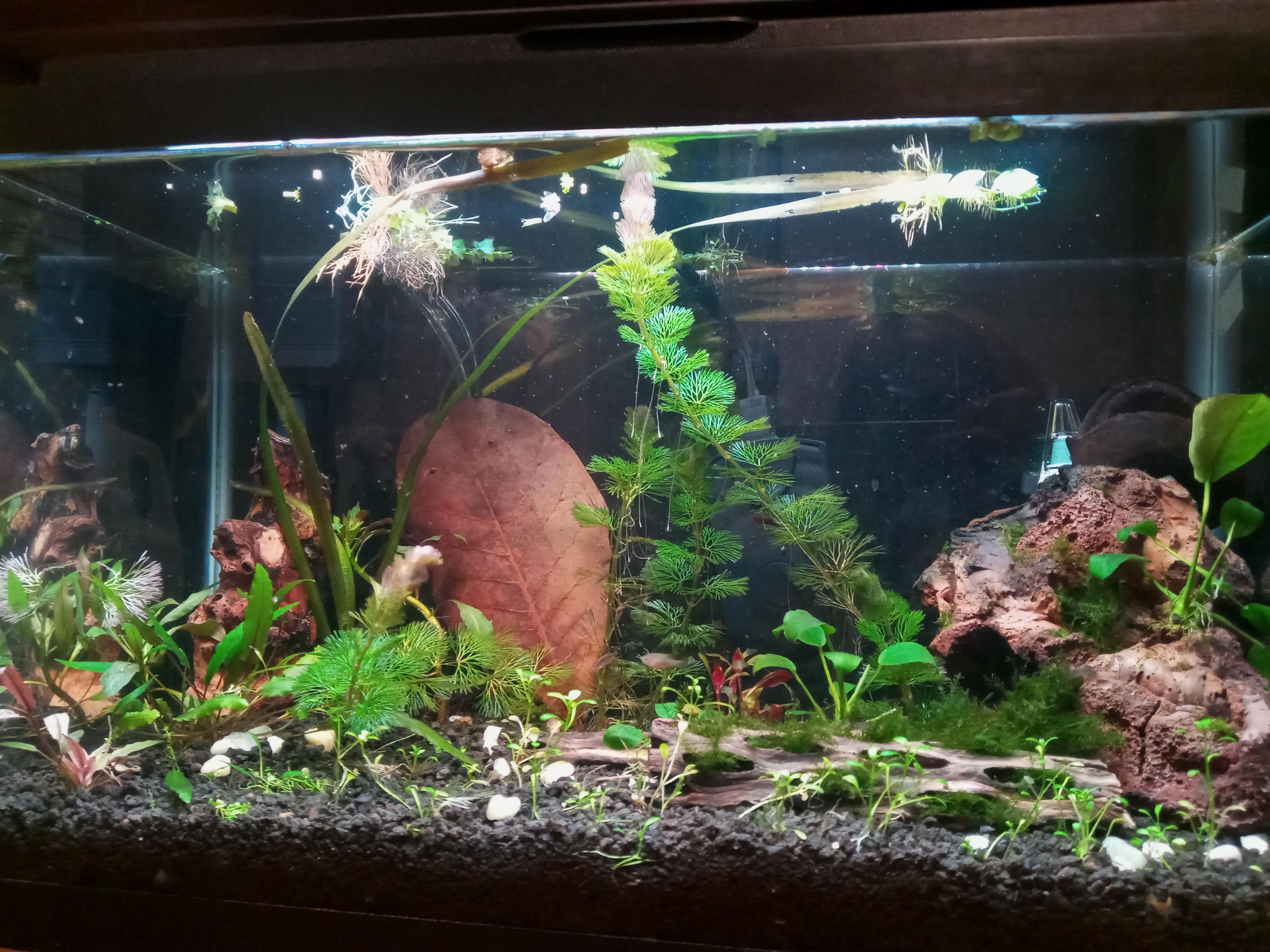 My attempt at a 10 gallon planted tank. Got a jungle val yesterday for