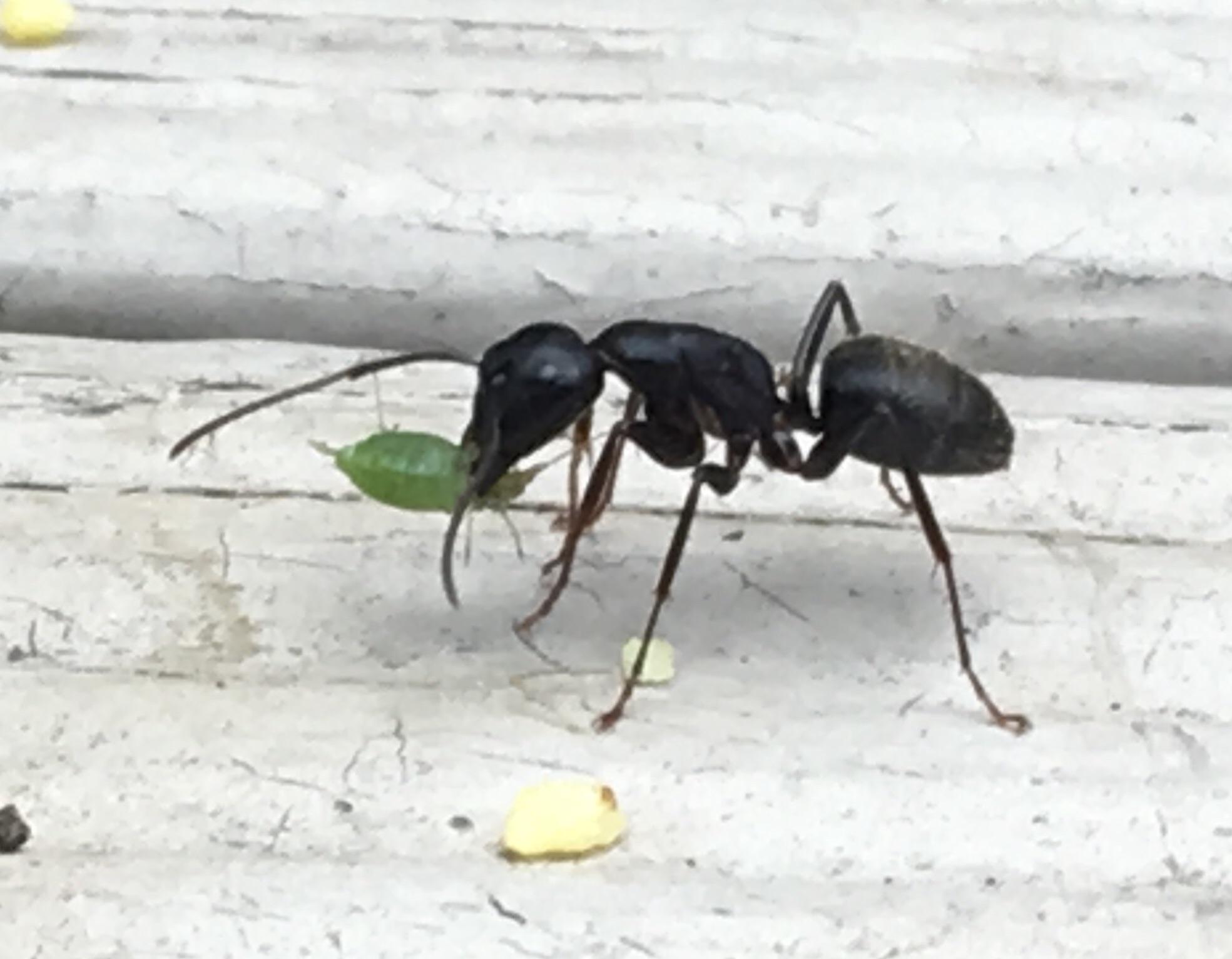 Black ant eating aphid in my garden. r/natureismetal