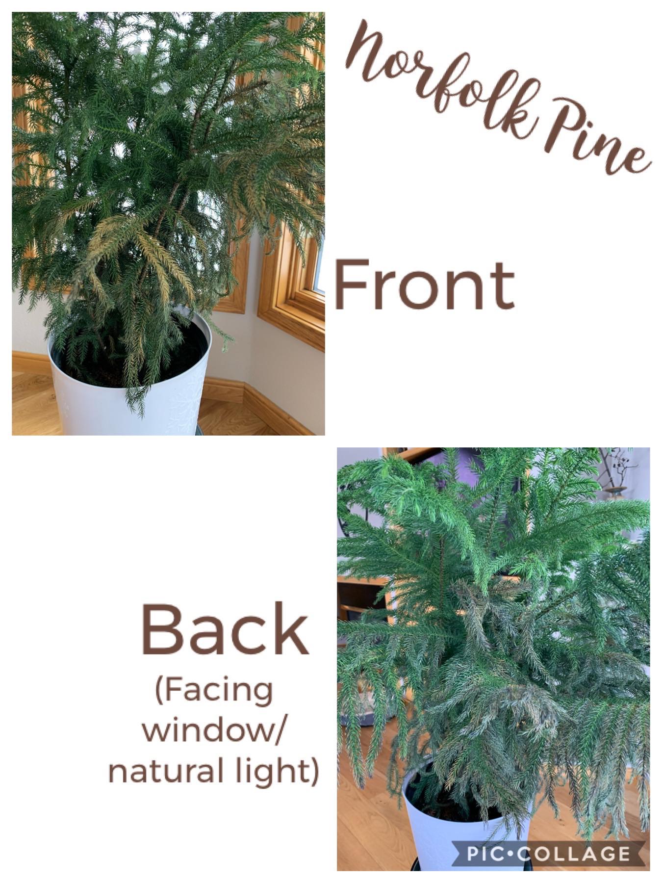 What’s up with my Norfolk Pine? Bought in December and started dropping its bottom, stiff leaves