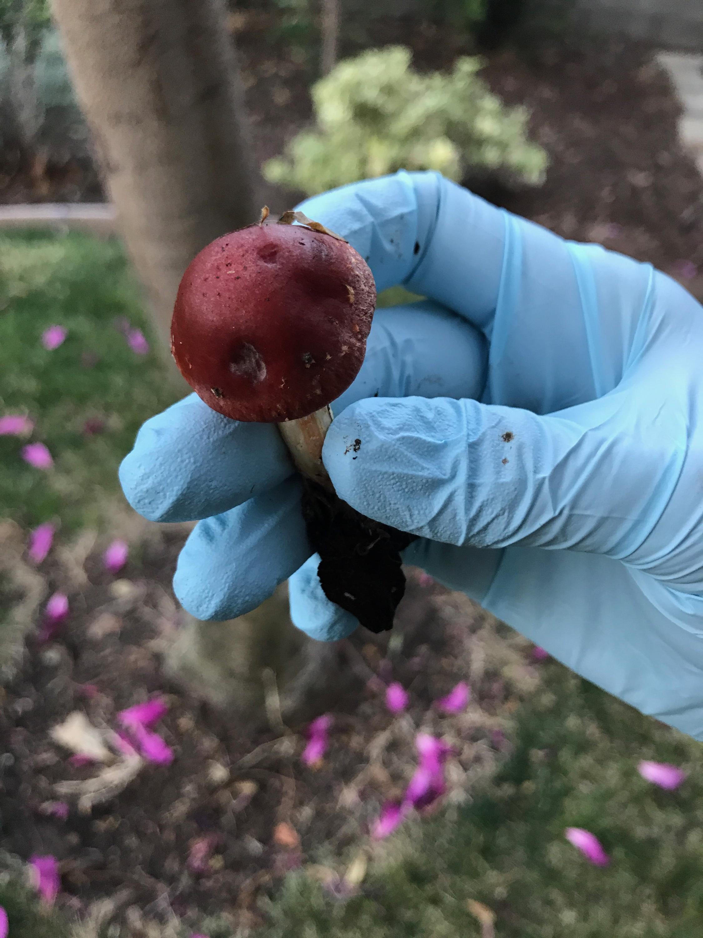 Los Angeles backyard mushroom what is it? r/mushroom_hunting