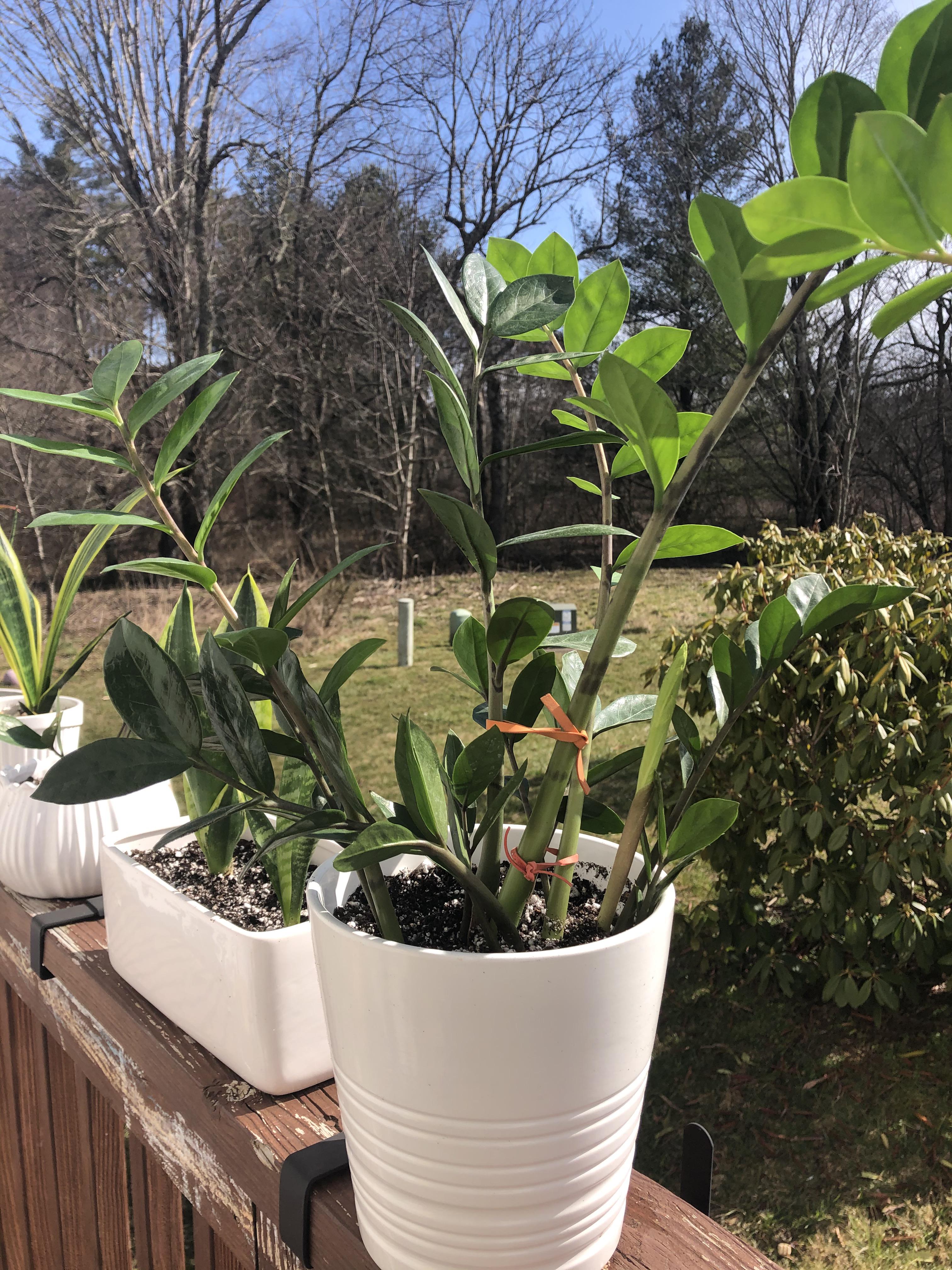 Can you stake a ZZ plant? Details in comments r/houseplants