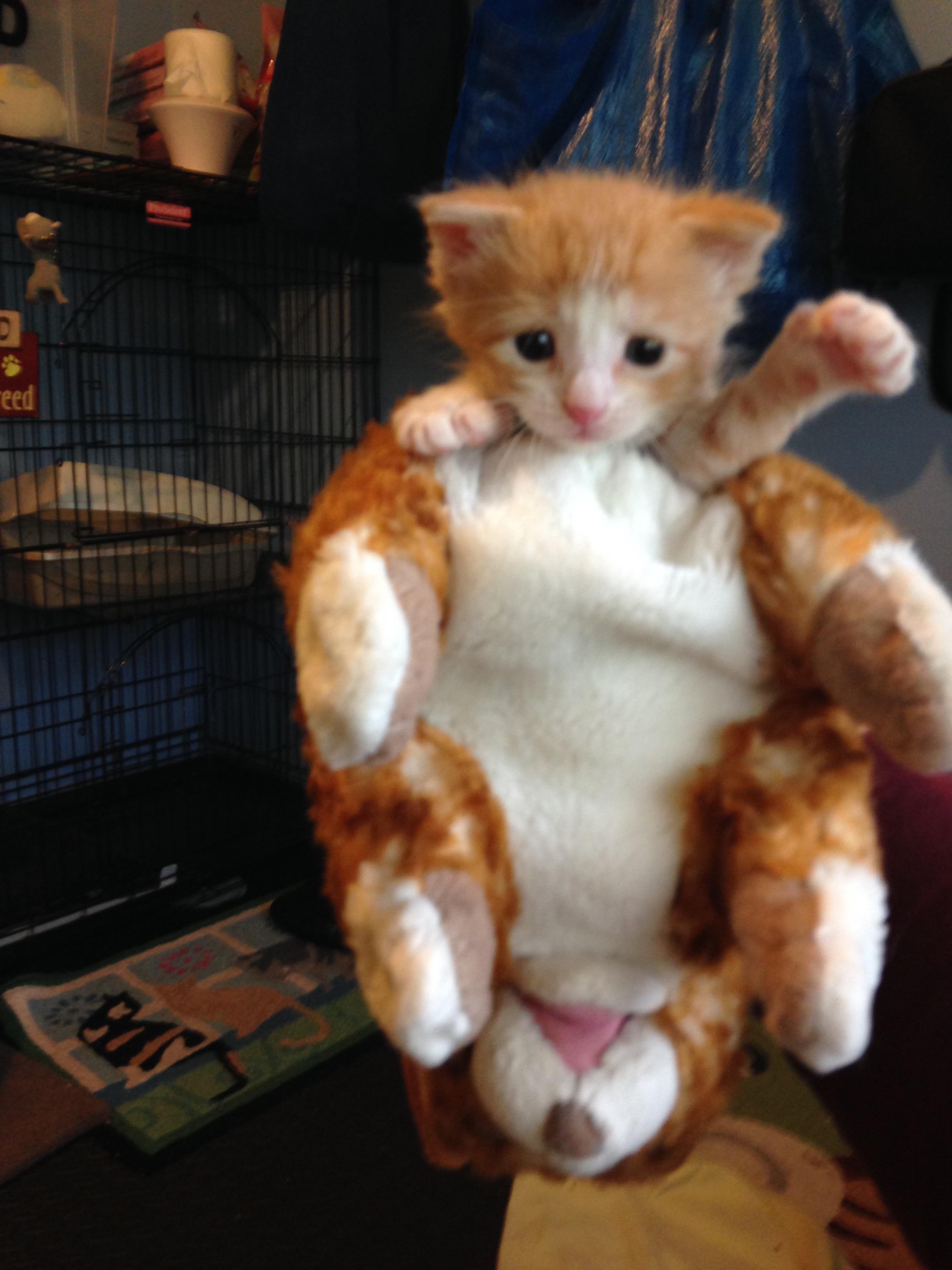 The turducken of the cat world; a Capitten! (Cat puppet + kitten) 😂 r