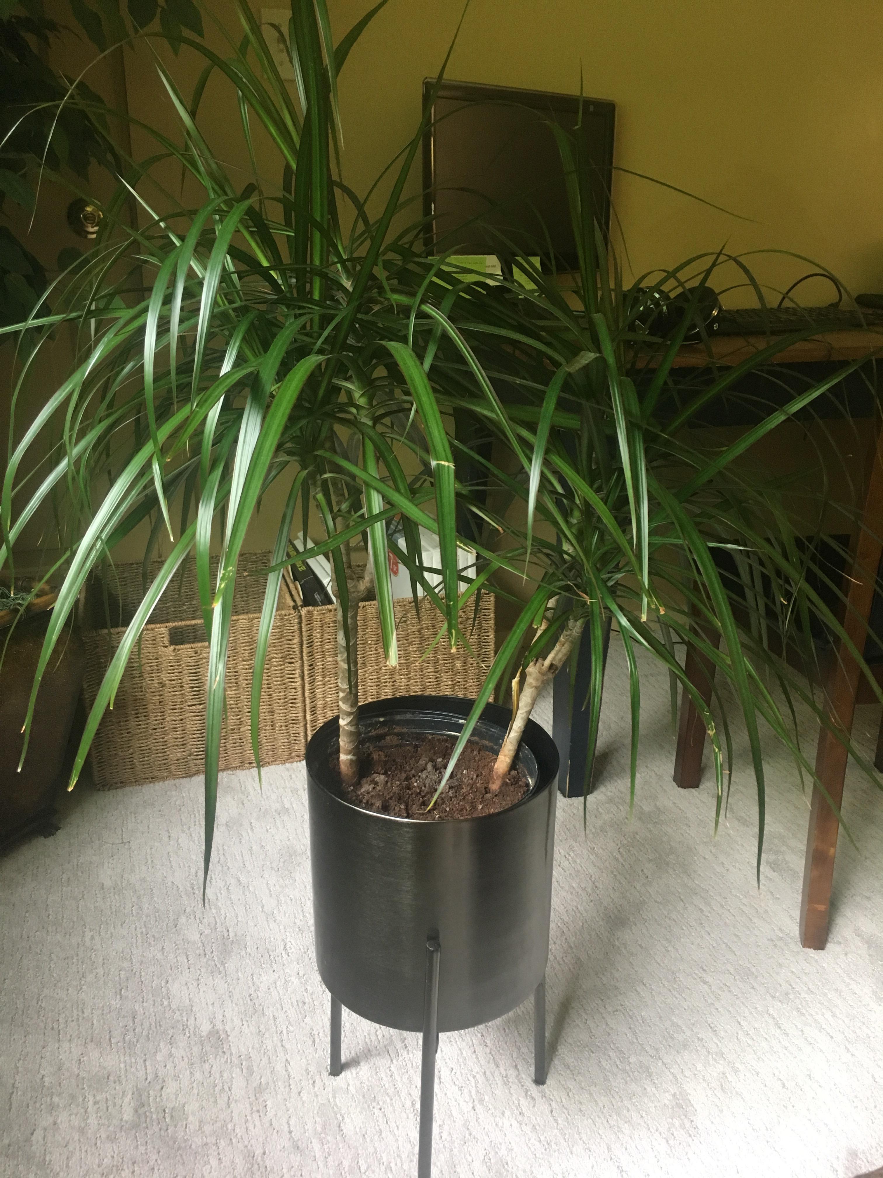 Need advice on repotting dragon tree I love my dragon tree, but the guy on the right is falling