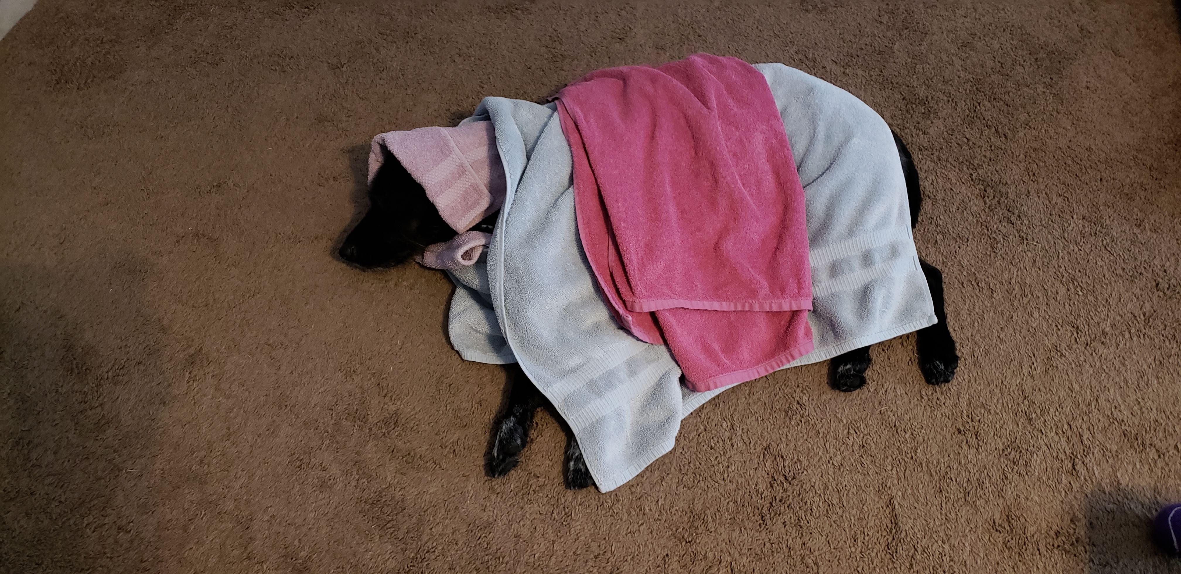 My dog loves to be covered with hot towels from the dryer r/aww