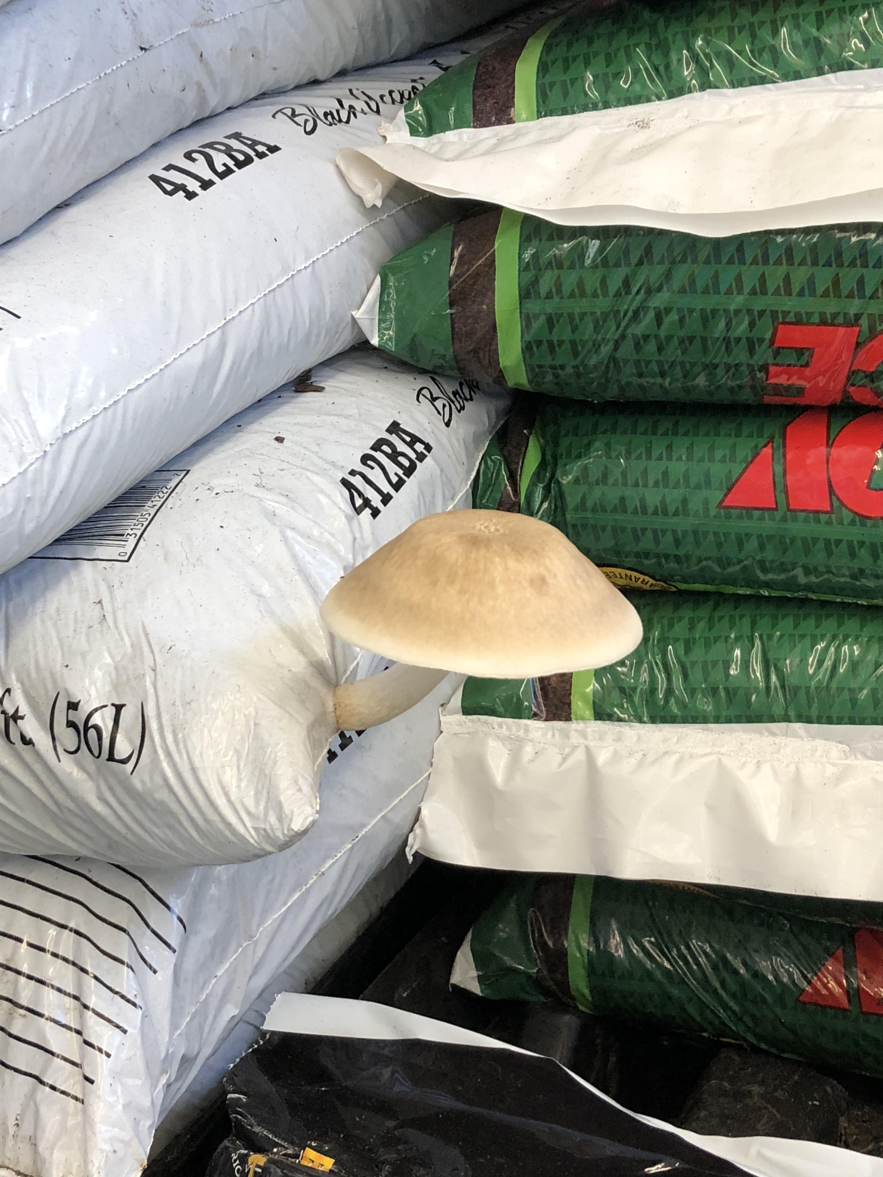 This mushroom growing out of a bag of mulch at our local hardware store