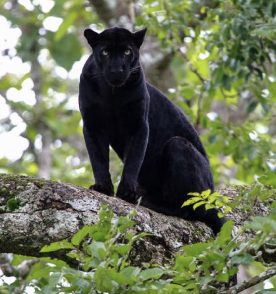 Magnificent Black Panther : r/hardcoreaww