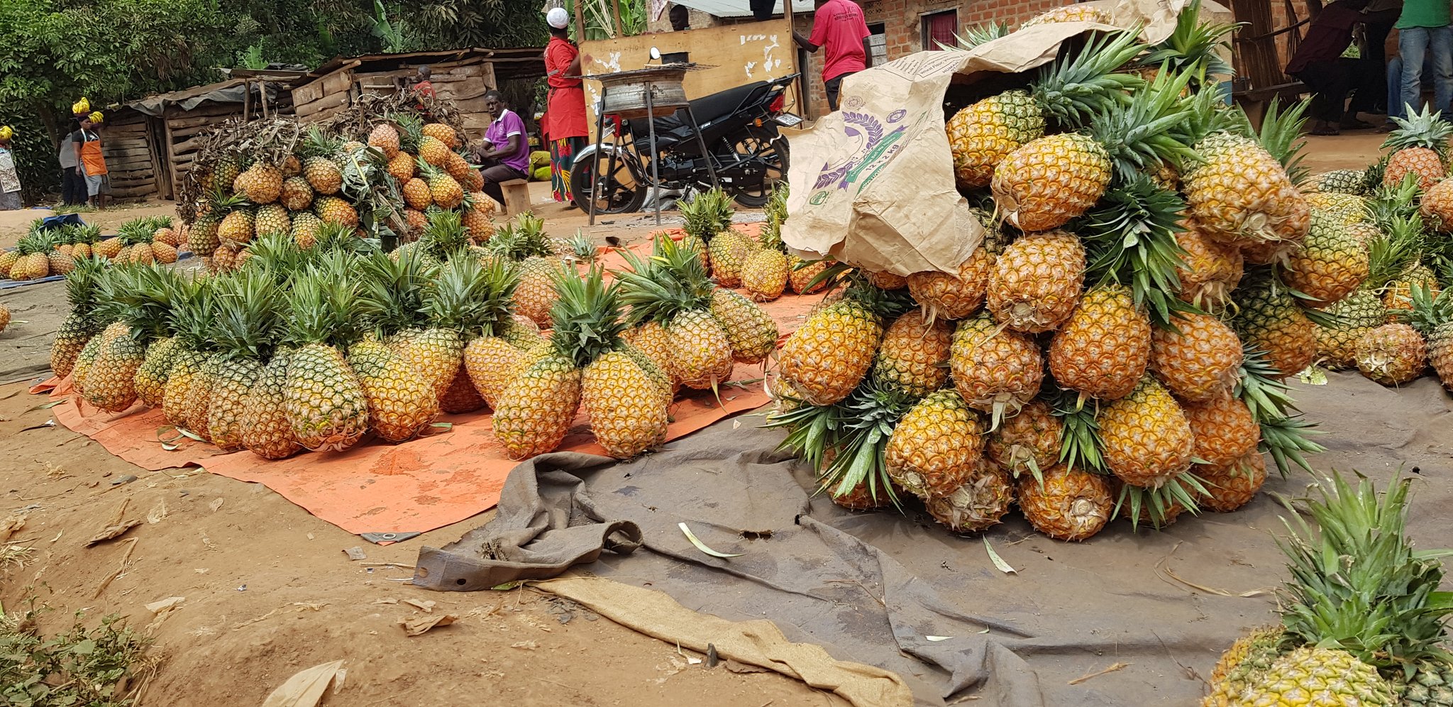 Ugandan pineapple is the best. r/KnightsOfPineapple