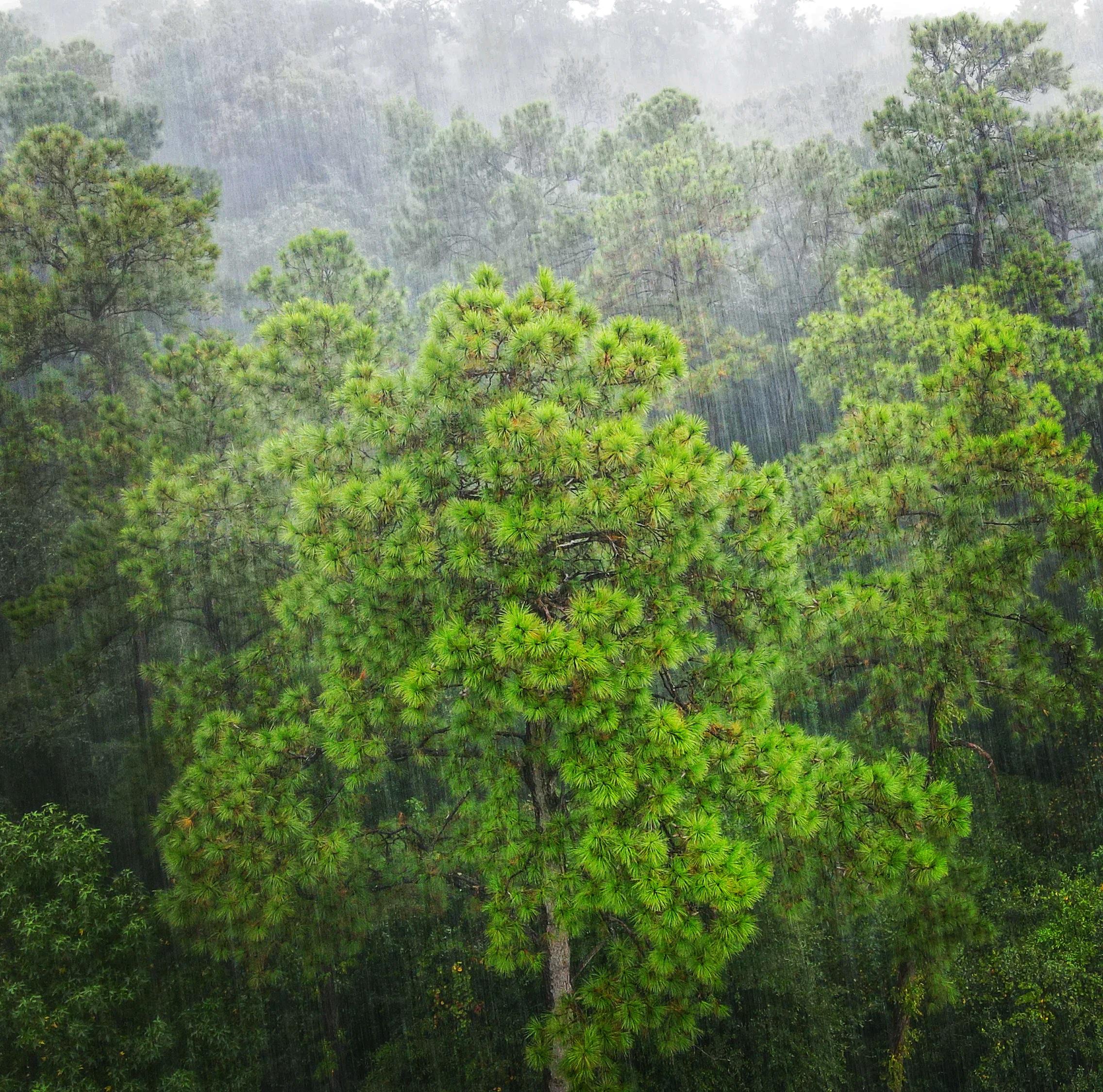 🔥 Pine Trees In The Rain NatureIsFuckingLit