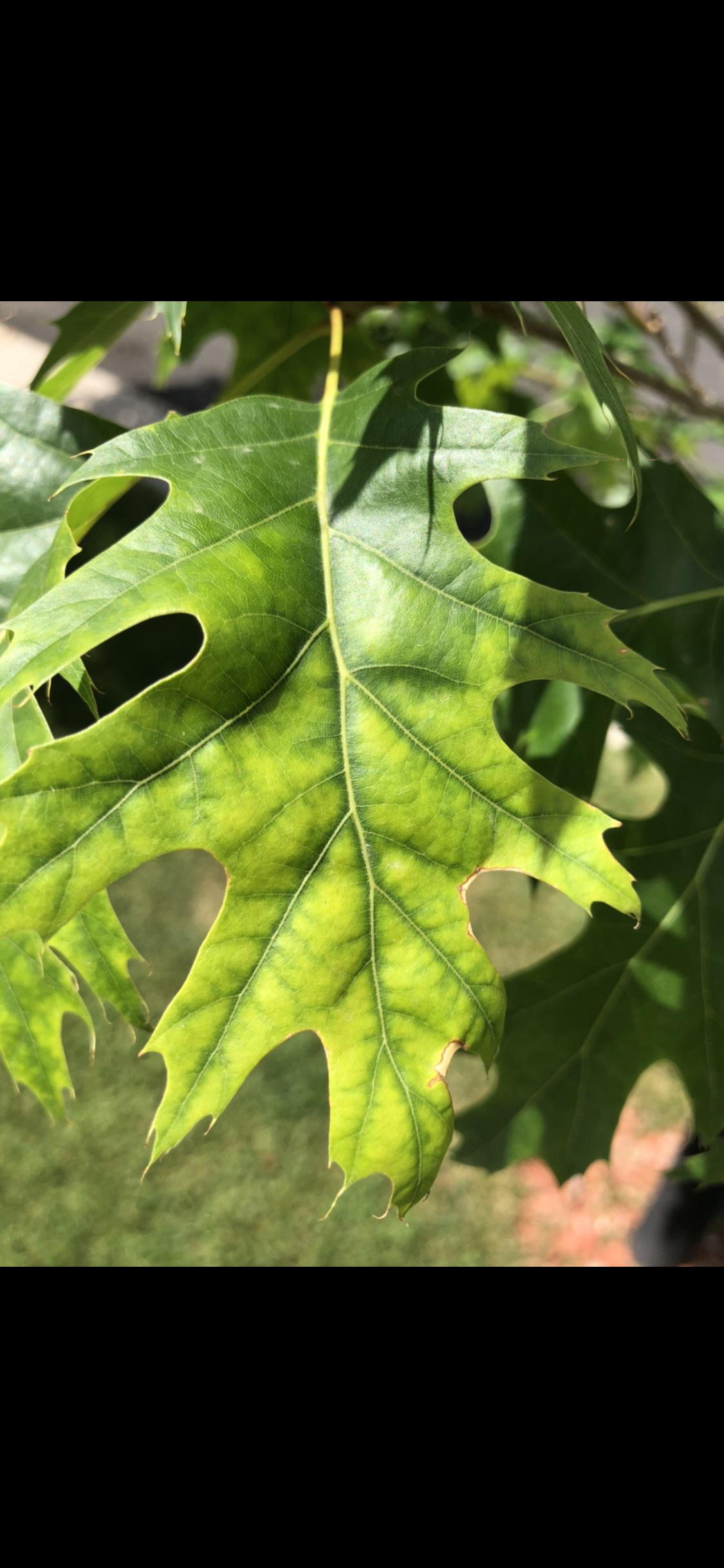 Does anyone know if Rose's are immune to Juglone???? (the chemical