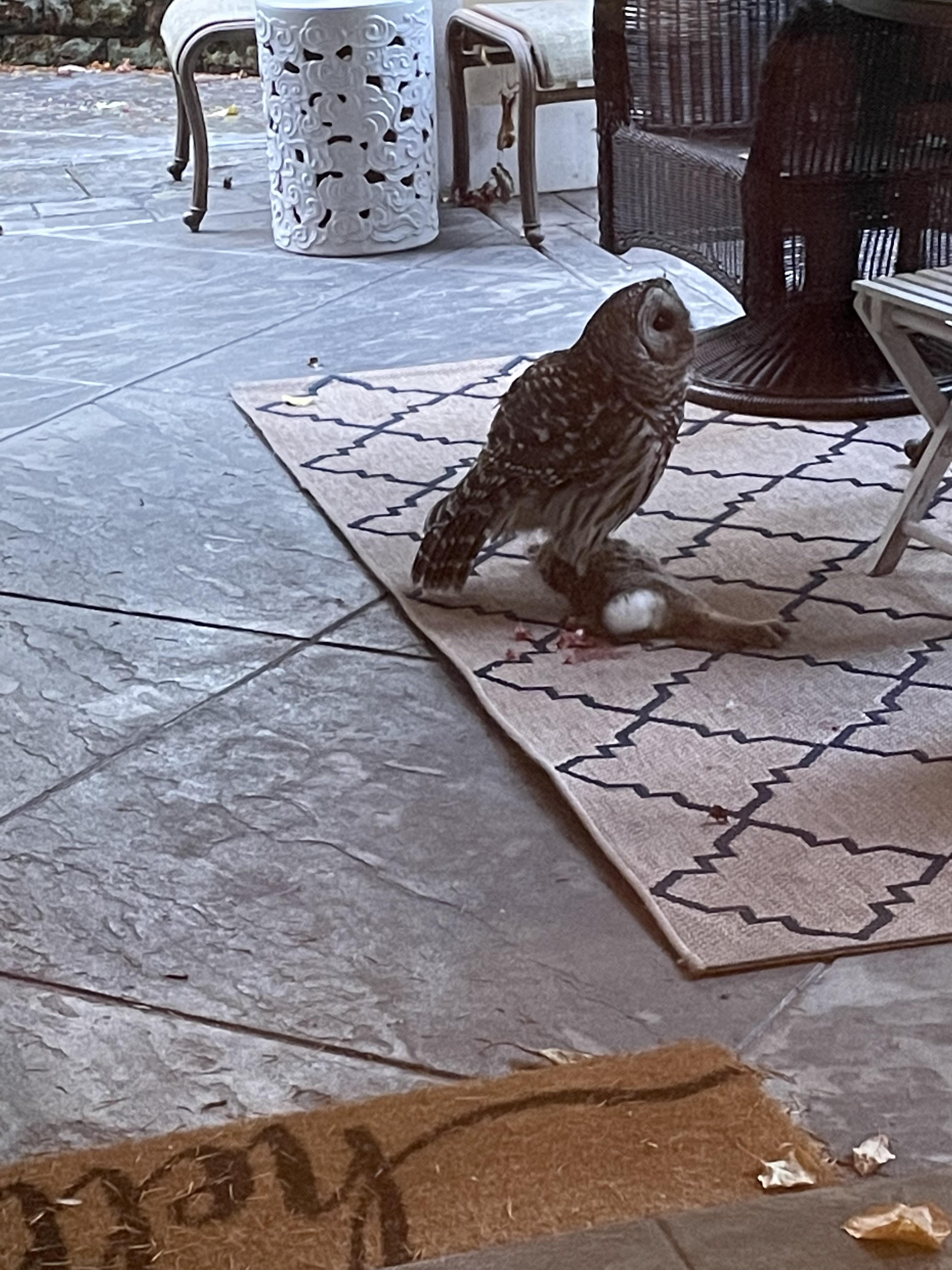 We were gifted this headless rabbit, courtesy of a Barred Owl. r