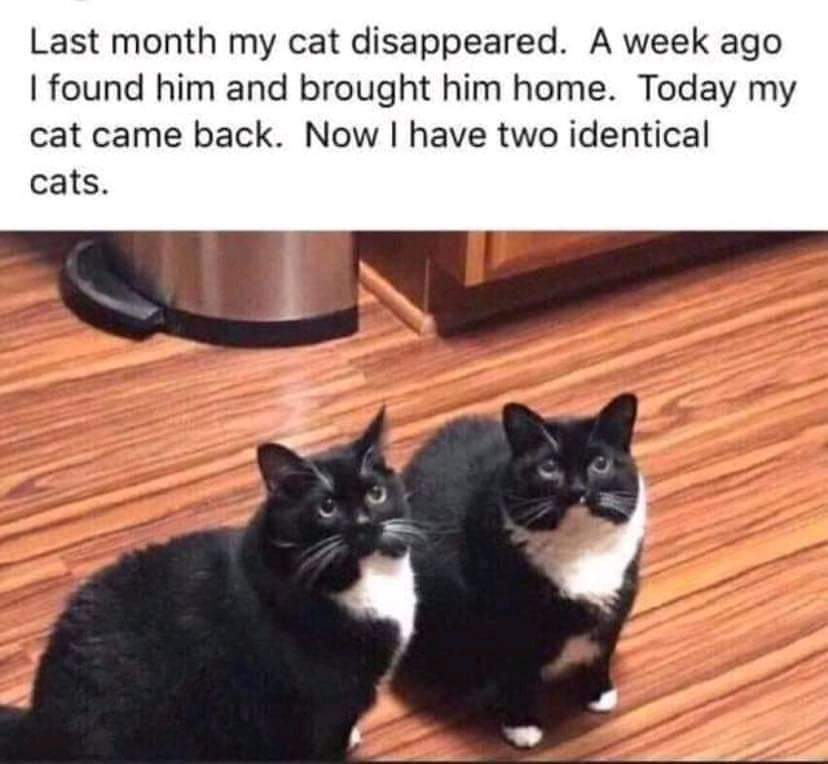 Twin cats r/MadeMeSmile