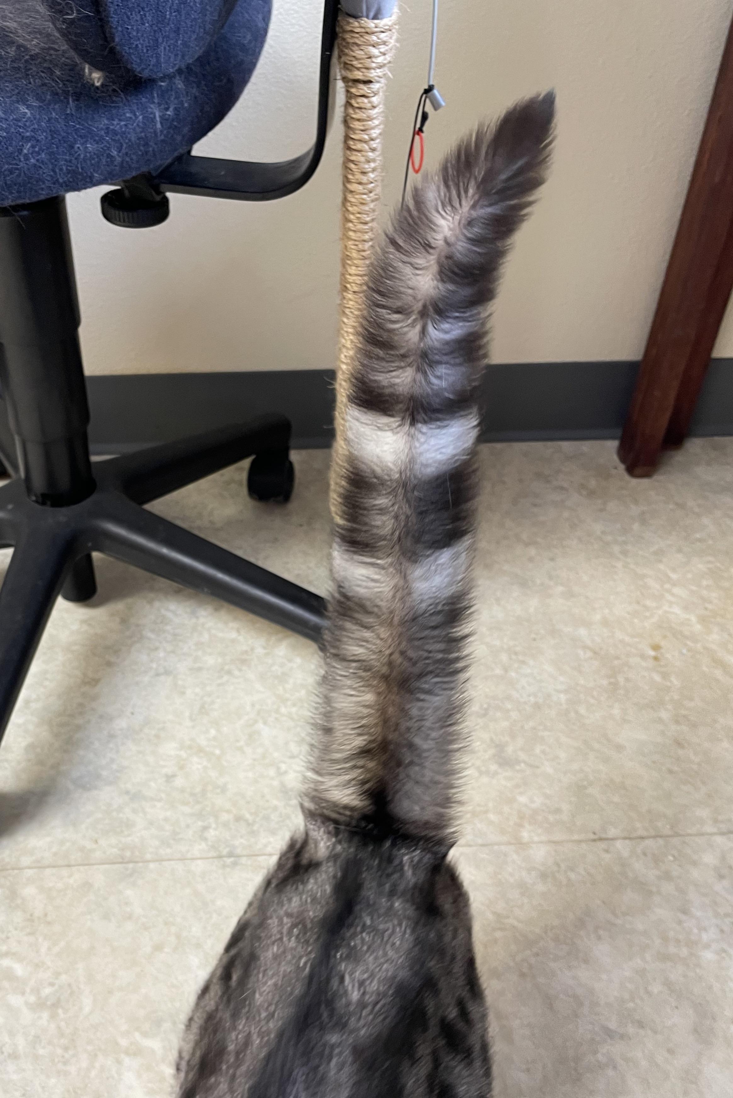 So brushie !!! r/bottlebrush