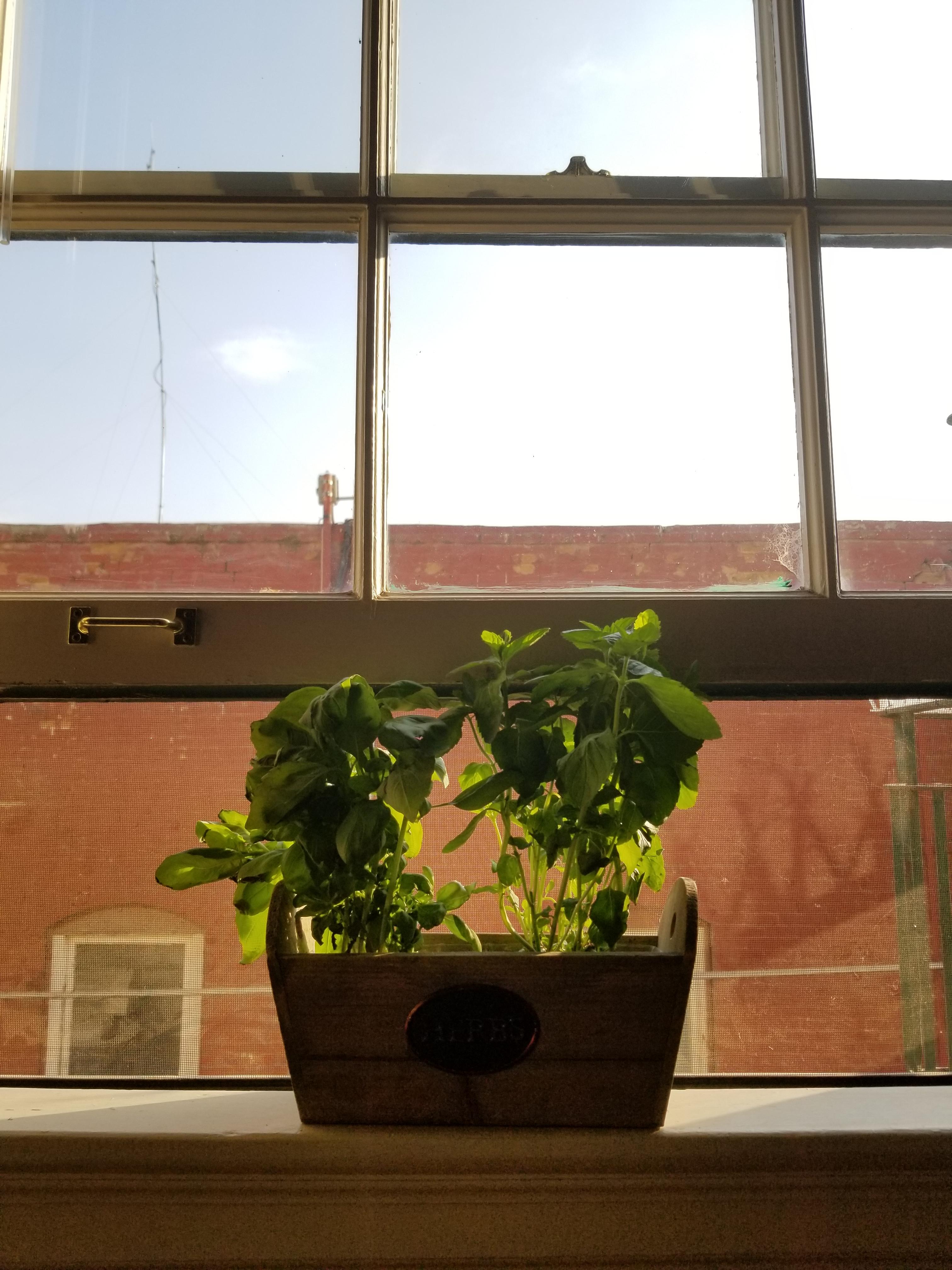 First plant babies, hoping to grow the collection soon